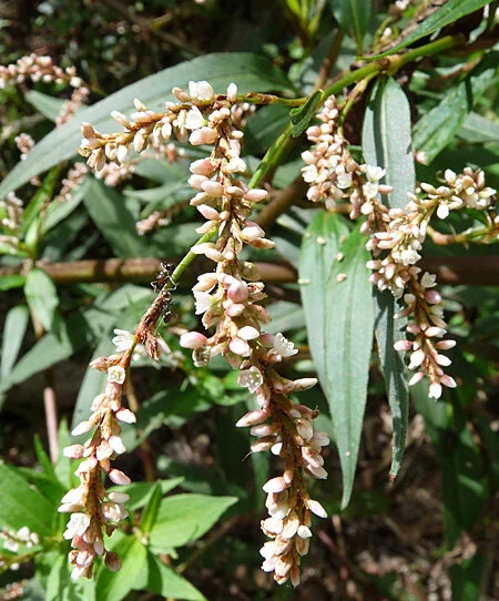 Persicaria lapathifolium
