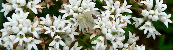 Conospermum longifolium — Friends of Lane Cove NP