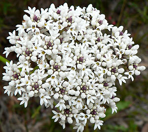 Conospermum longifolium — Friends of Lane Cove NP