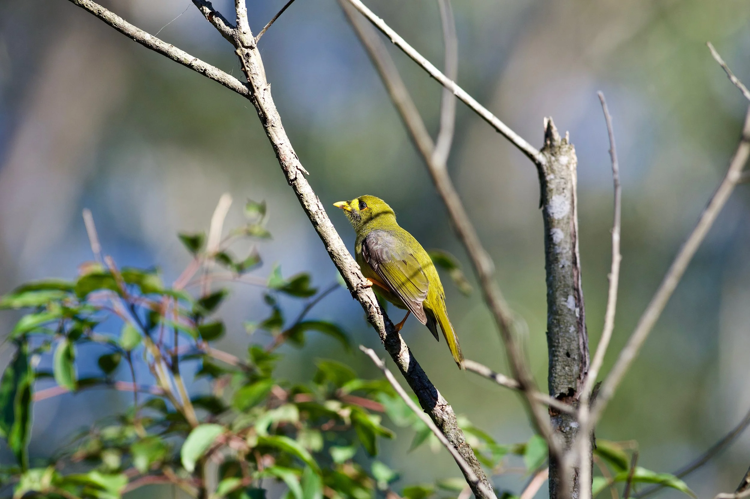 Bell Minor Genio DSC_1103.jpeg
