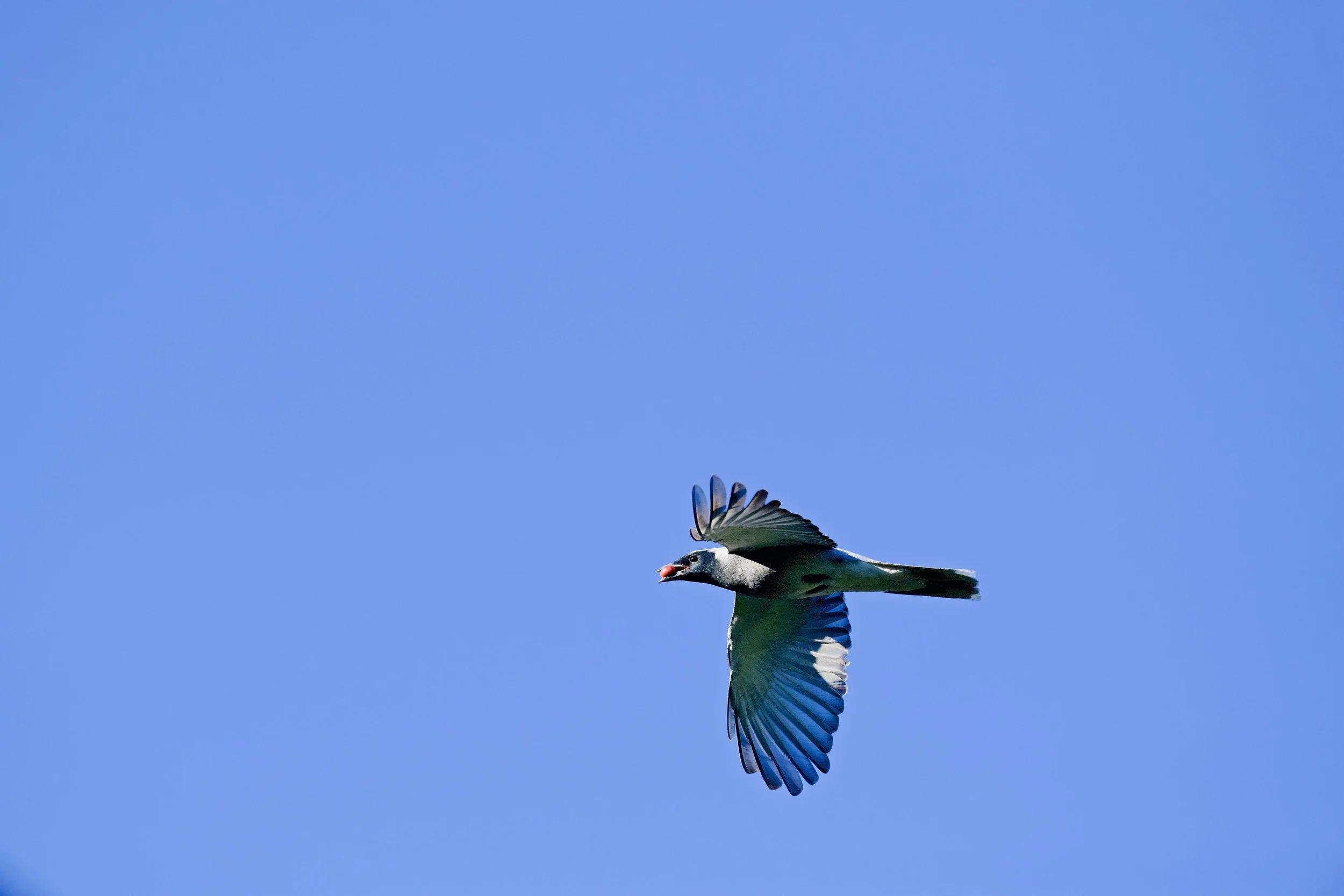 Black-faced Cuckoo-shrike Genio DSC_1380.jpeg