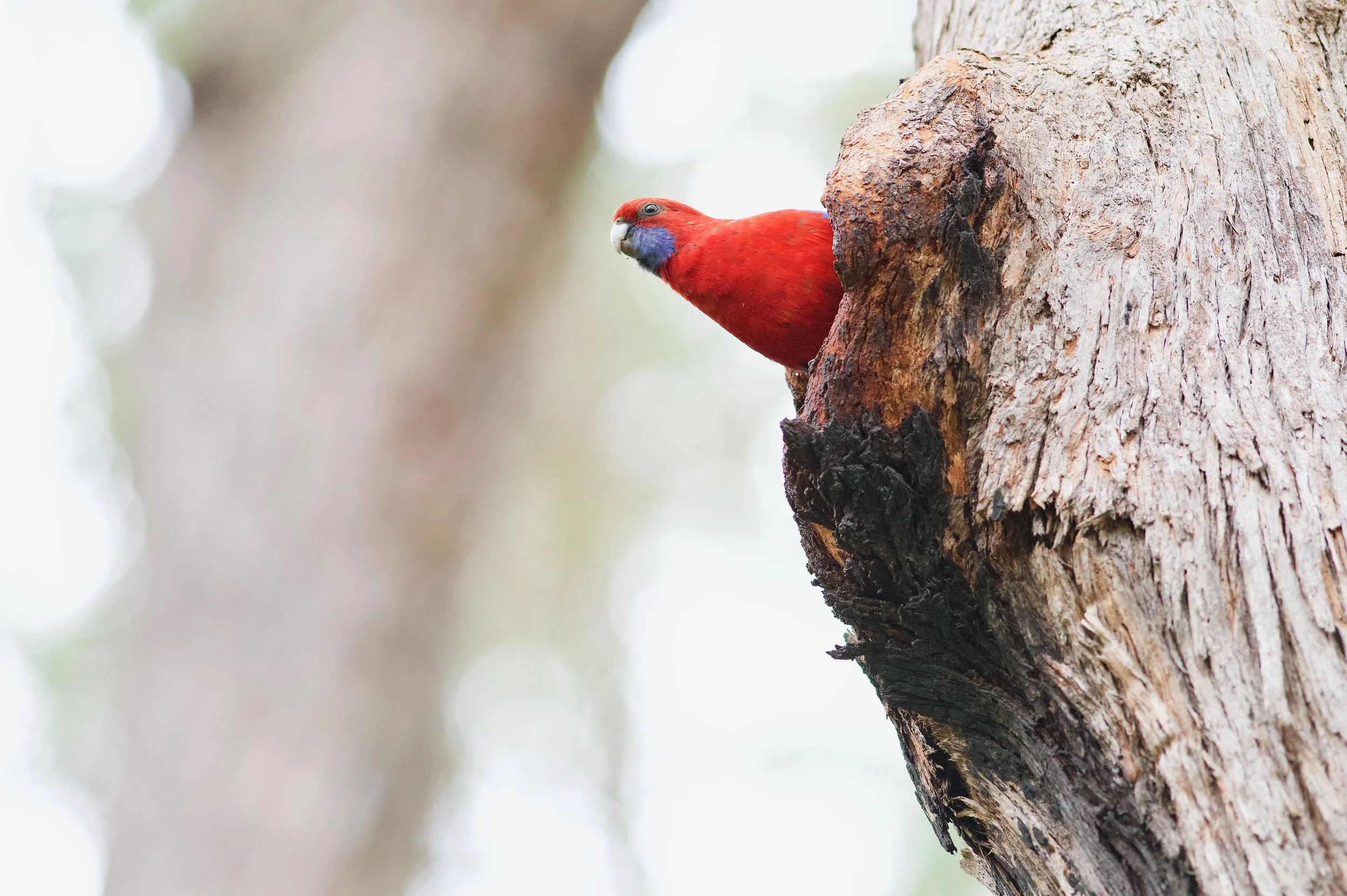 Crimson Rosella Genio DSC_6750.jpeg