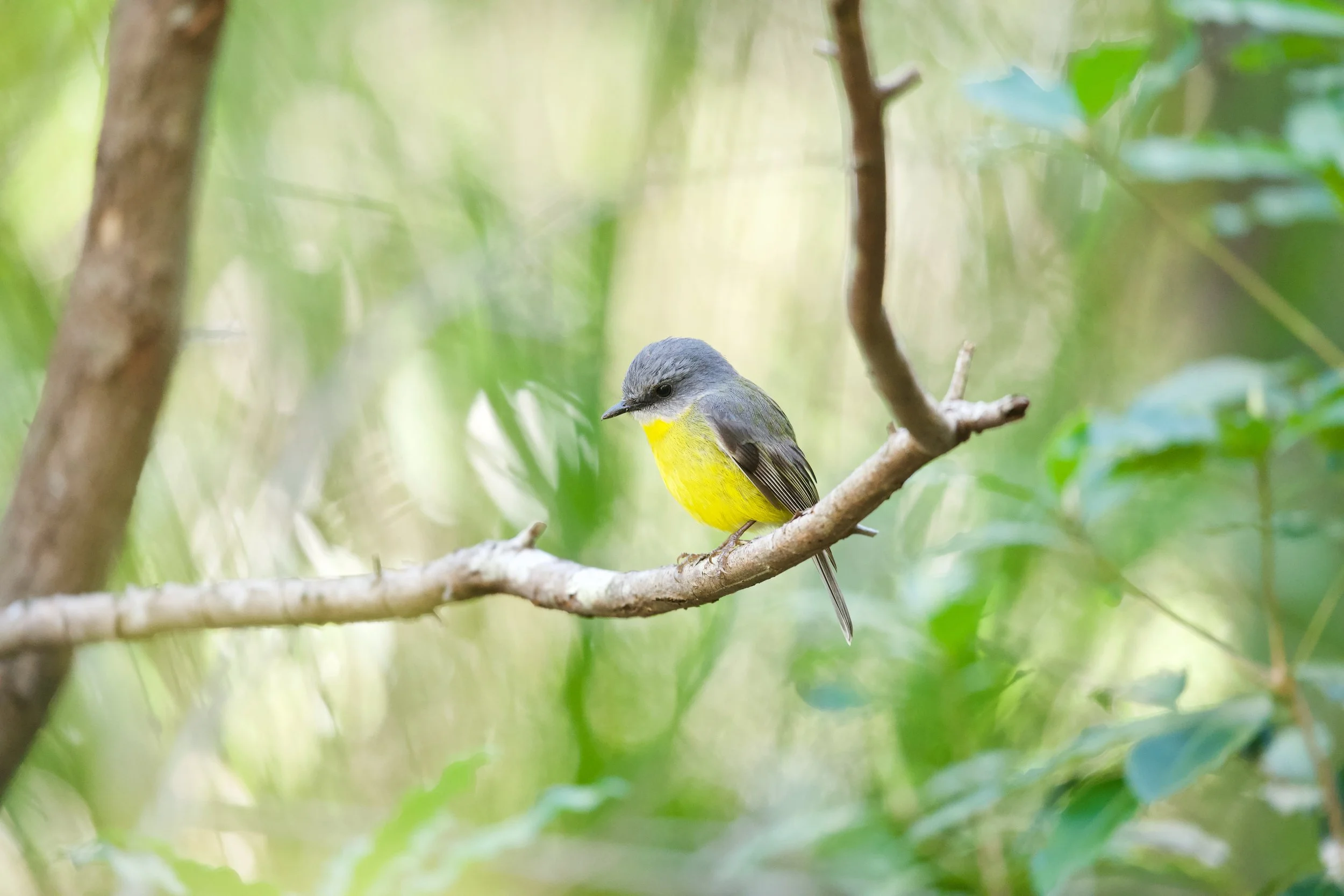 Eastern Yellow Robin Genio DSC_6876.jpeg
