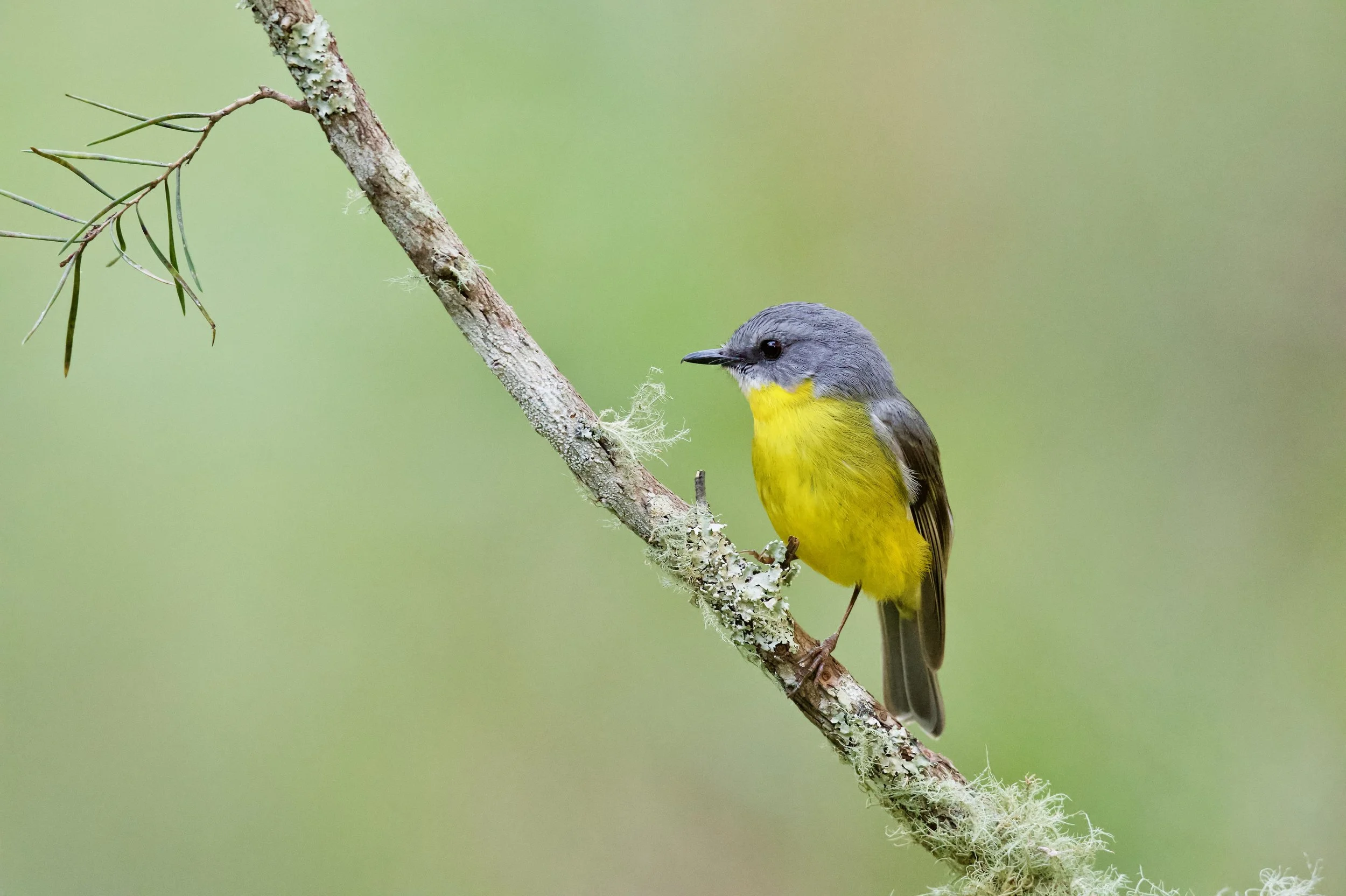 Eastern Yellow Robin Genio DSC_8344.jpeg