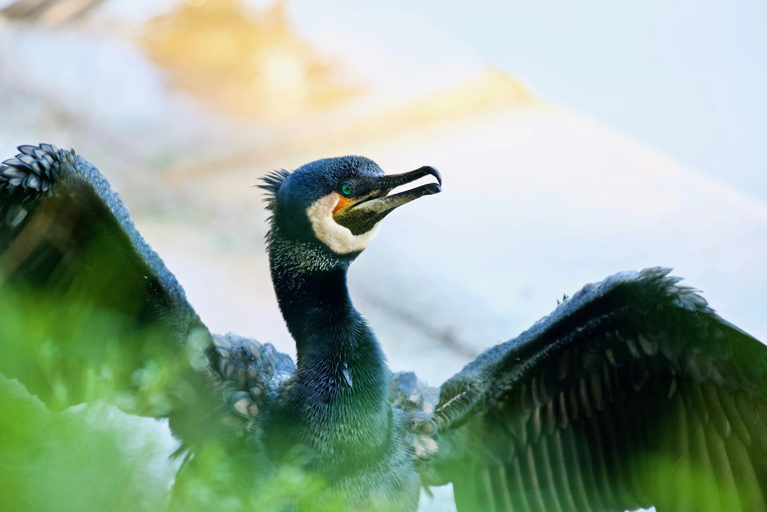 Great Cormorant Genio DSC_4437.jpeg