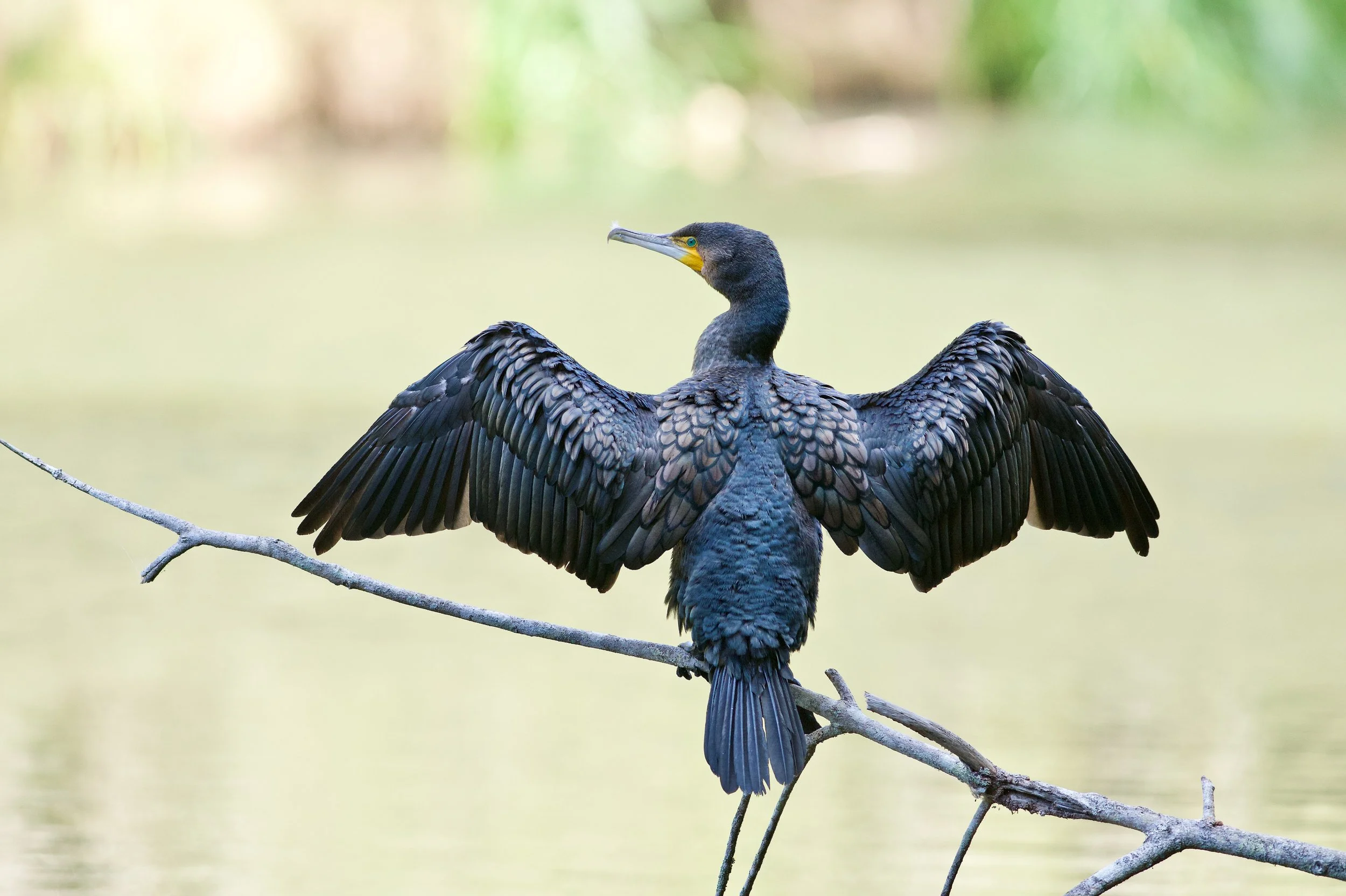 Great Cormorant Genio DSC_7099.jpeg