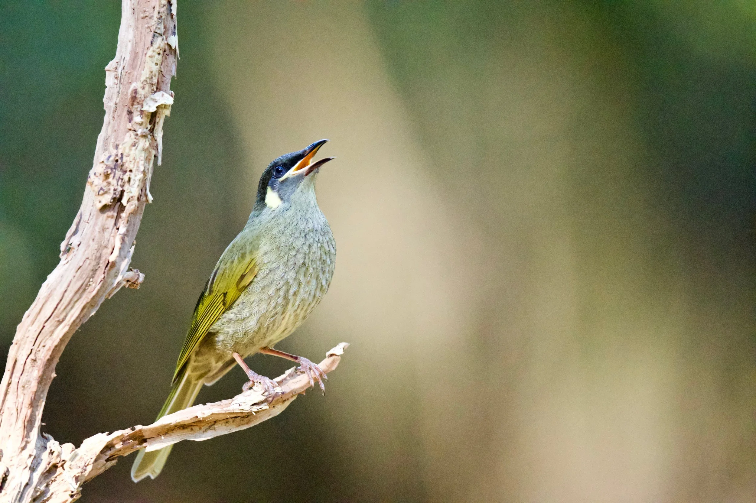 Lewins Honeyeater Genio DSC_8775.jpeg
