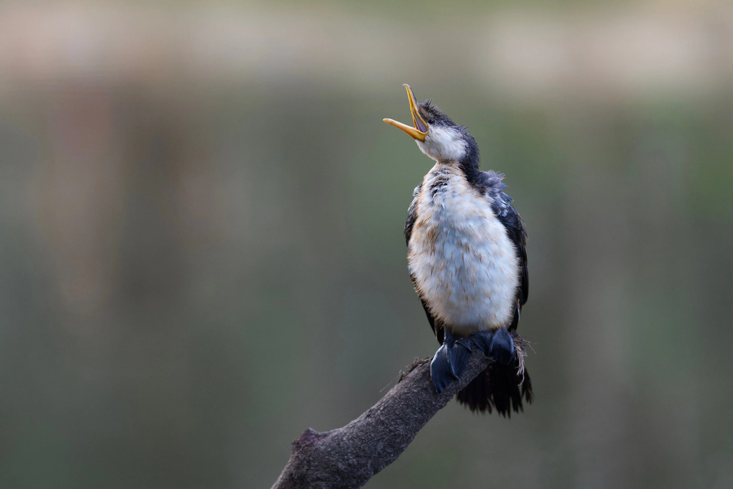 Little Pied Cormorant Genio DSC_3074.jpeg