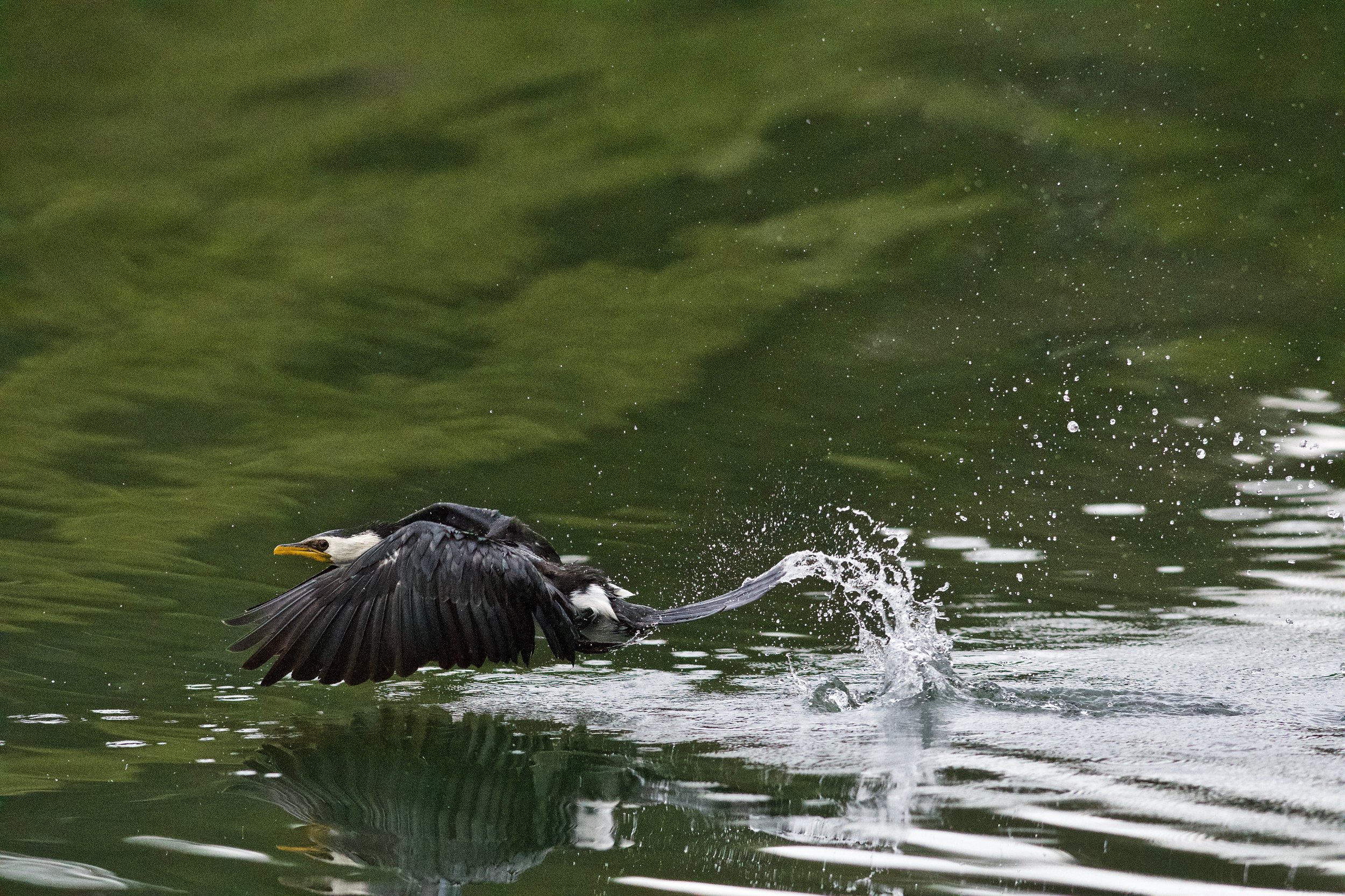 Little Pied Cormorant Genio DSC_5852.jpeg
