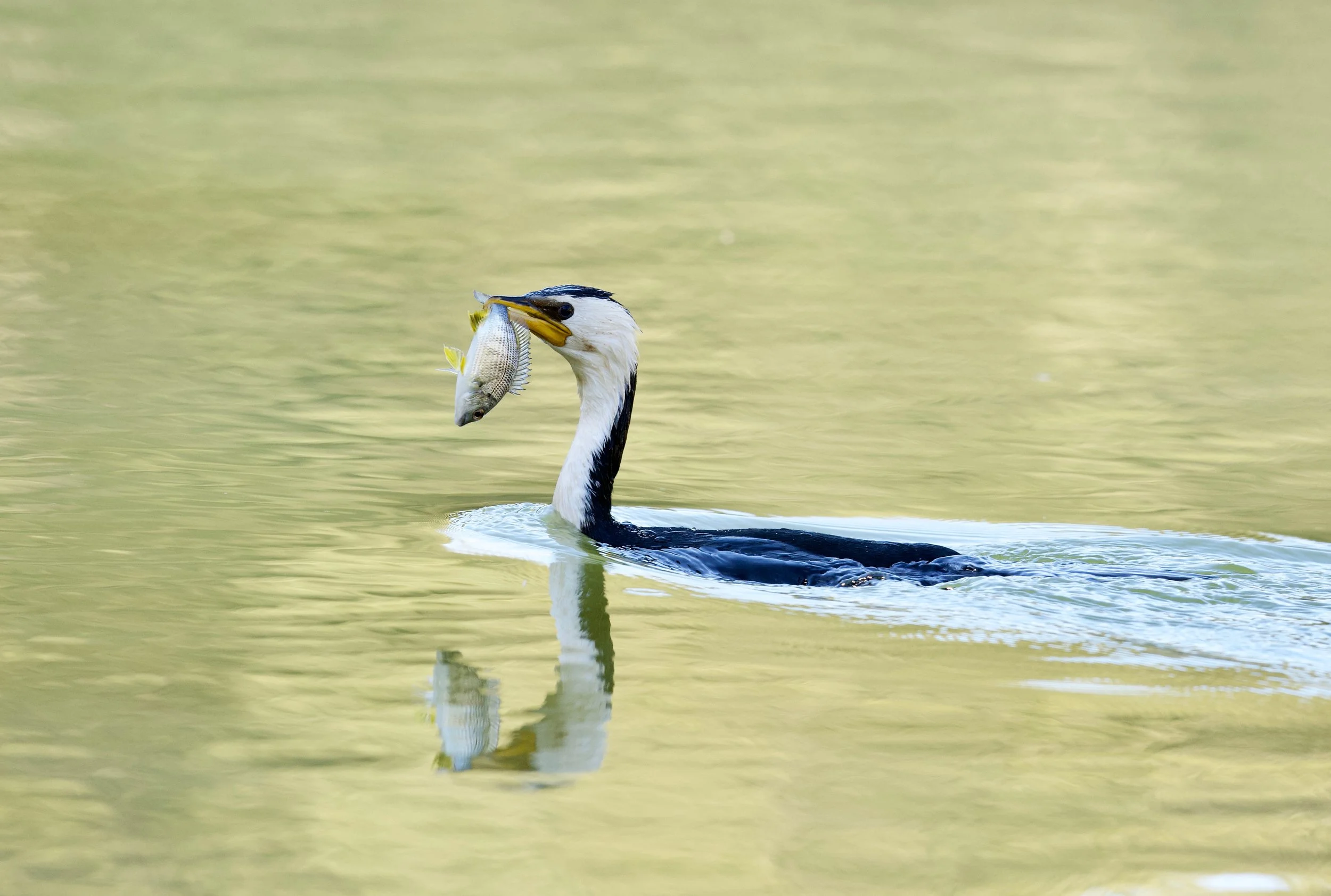 Little Pied Cormorant Genio DSC_7586.jpeg
