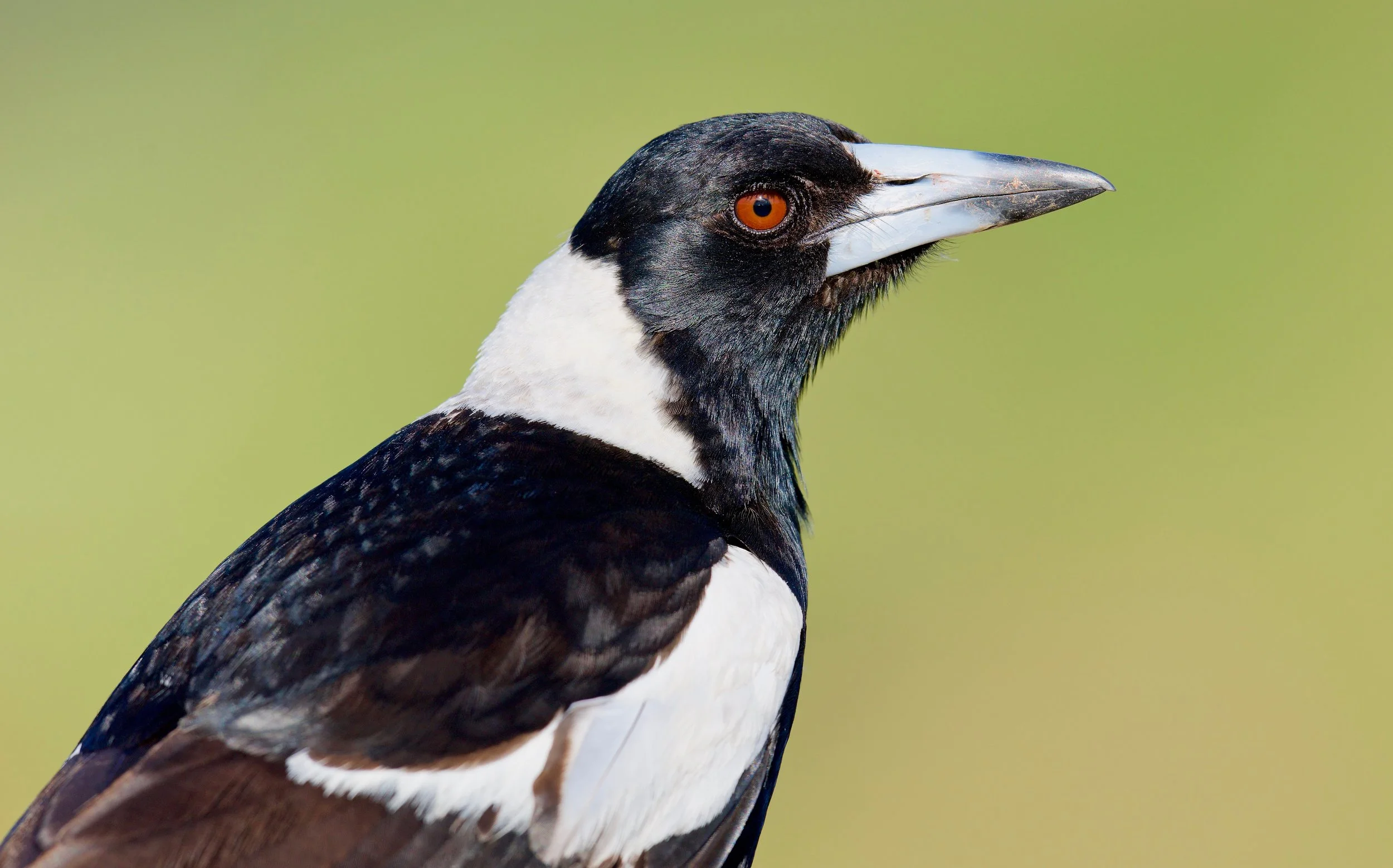 Magpie Genio DSC_4878.jpeg