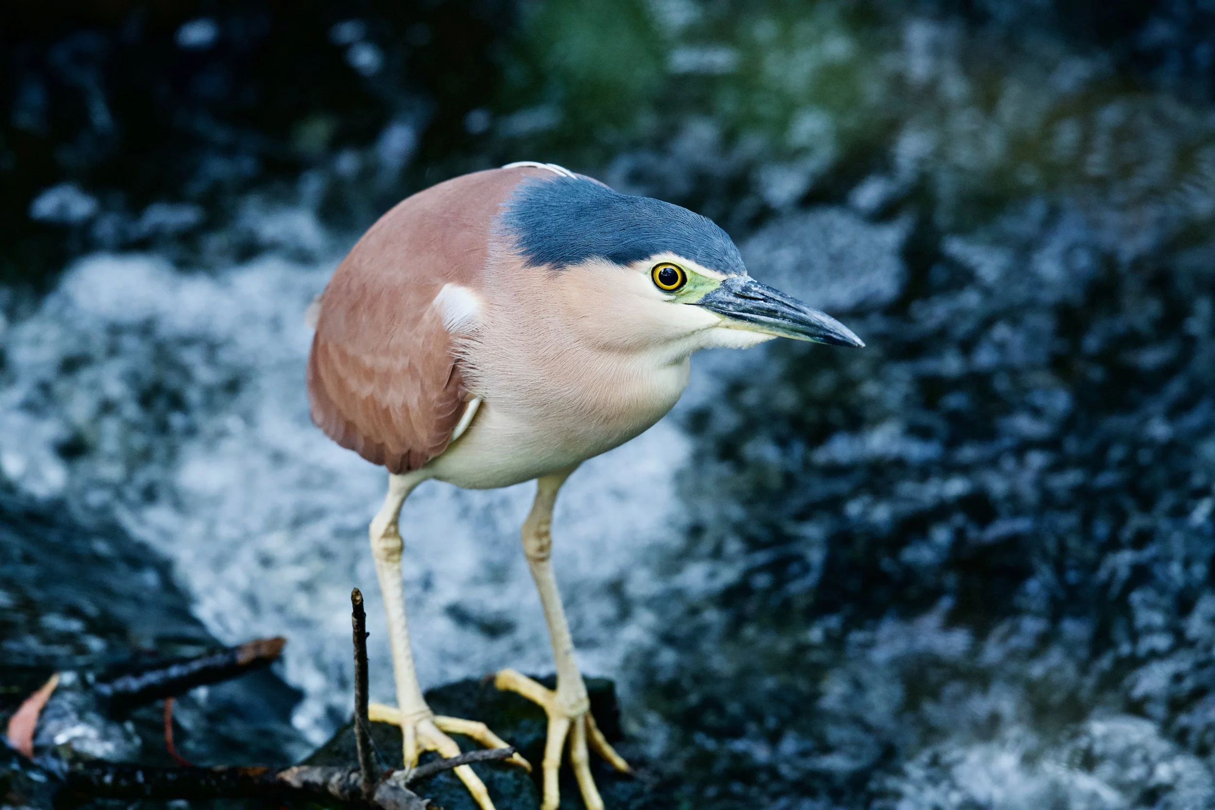 Nankeen Night-heron Genio DSC_3727.jpeg