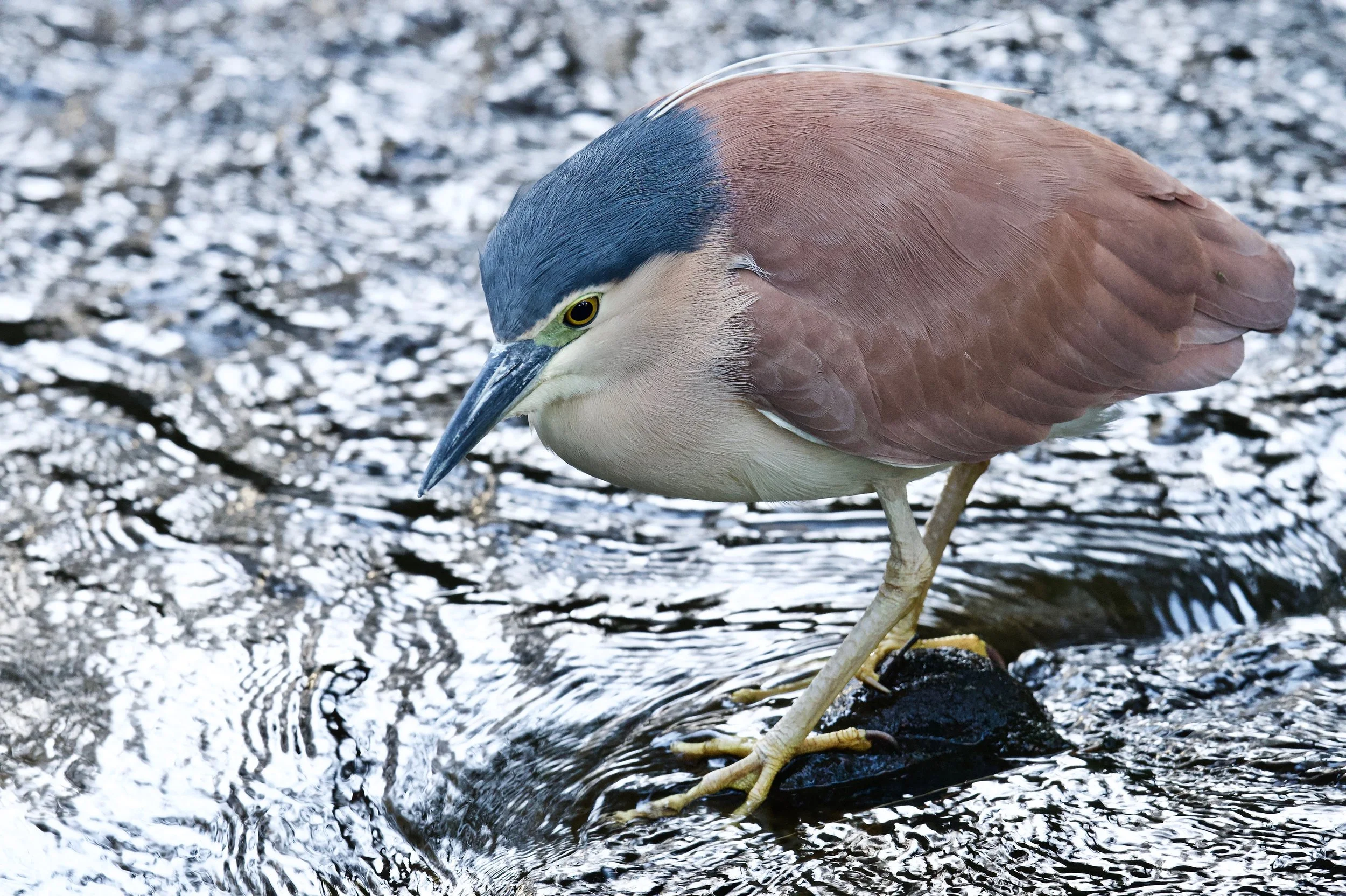 Nankeen Night-heron Genio DSC_4145.jpeg