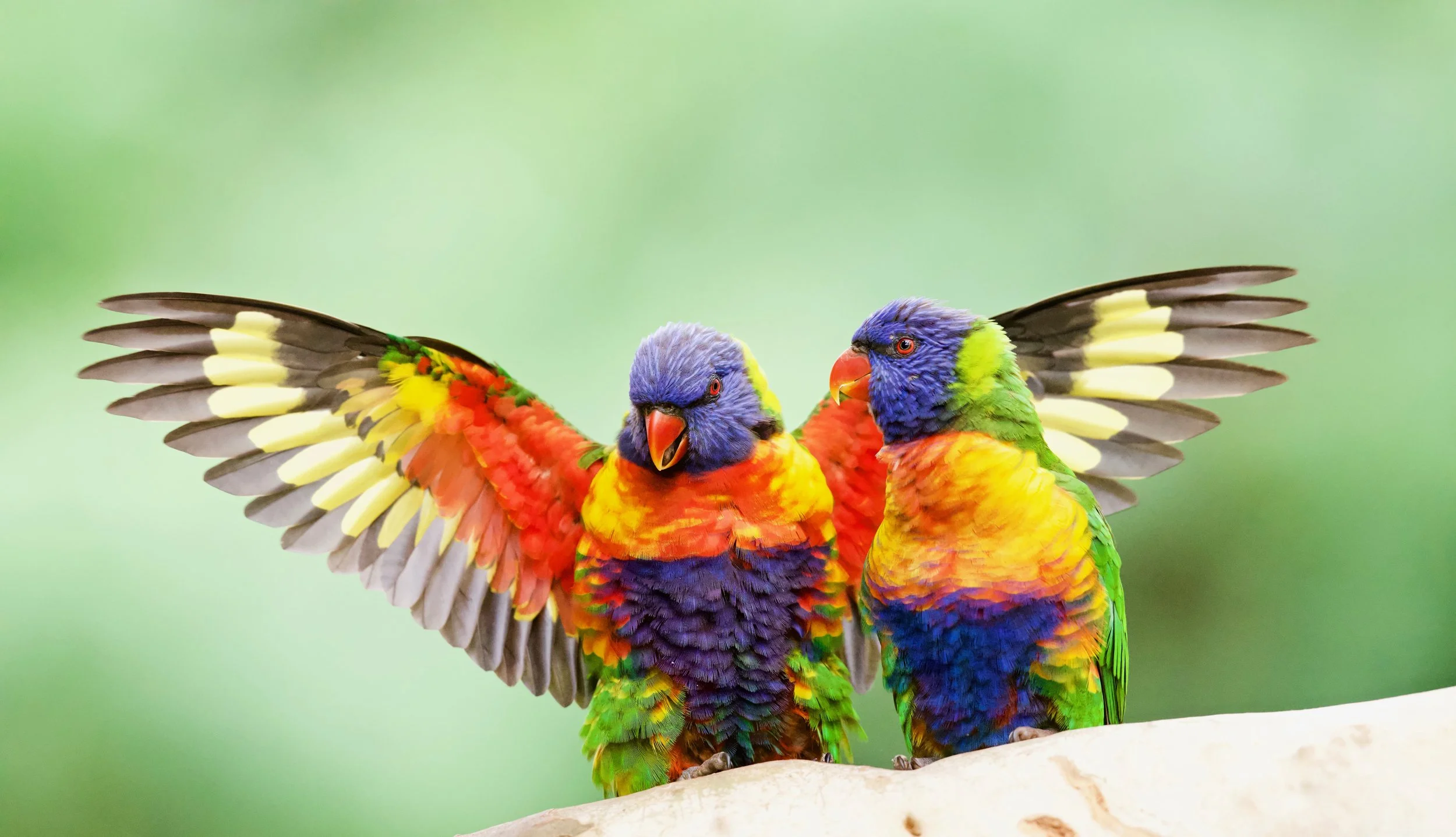 Rainbow Lorikeet Genio DSC_9836.jpeg