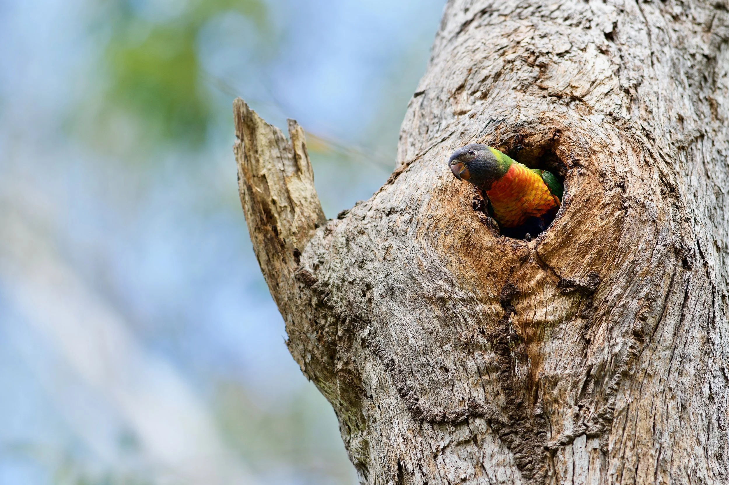 Rainbow Lorikeet Genio DSC_1419.jpeg