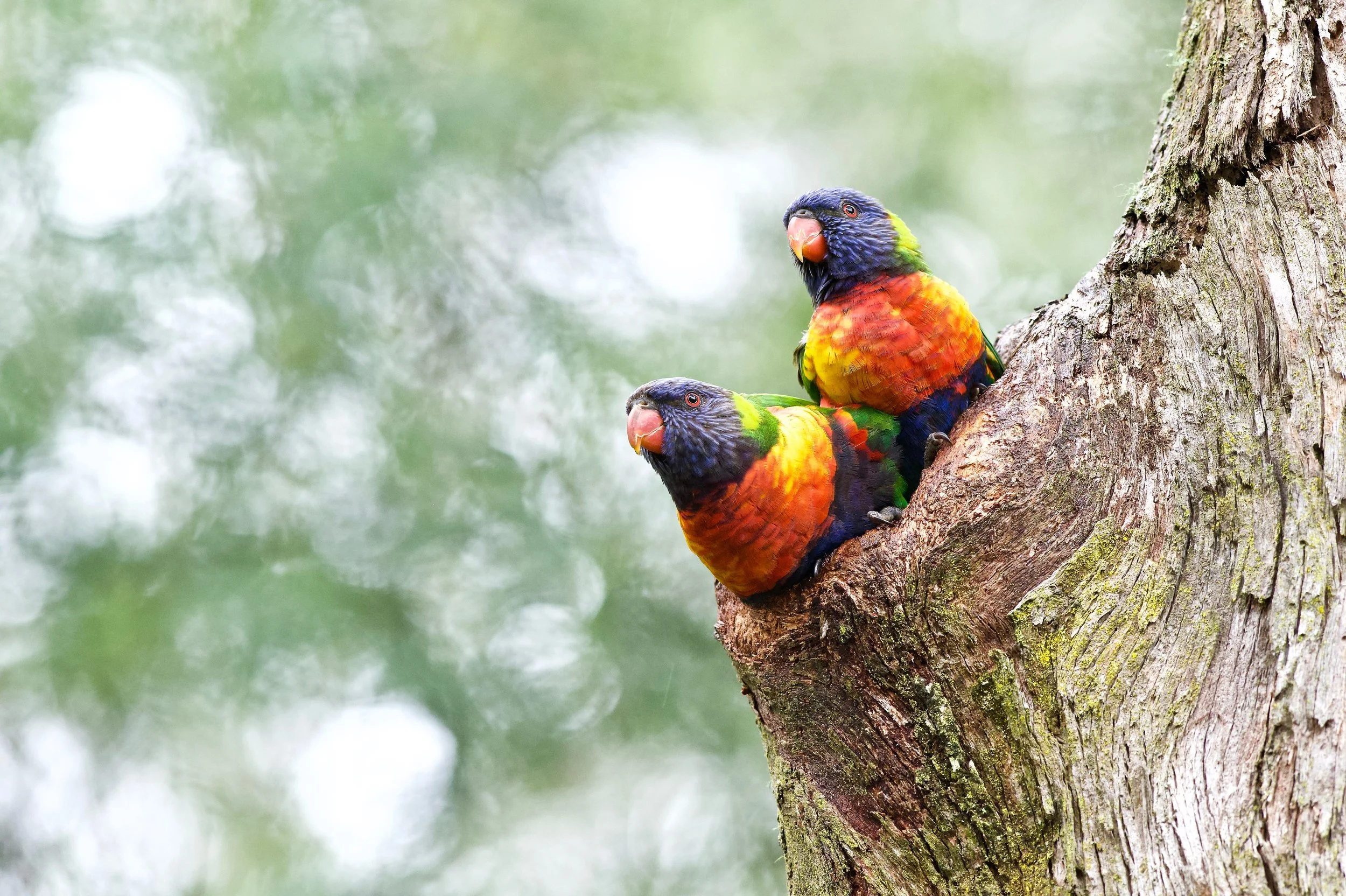 Rainbow Lorikeet Genio DSC_9295.jpeg