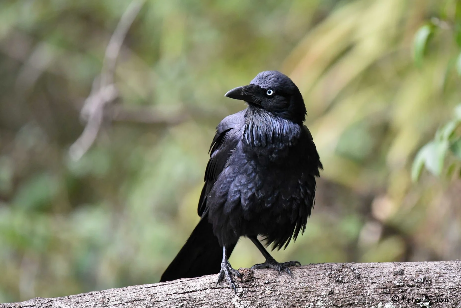 Raven 0002 PB.jpg
