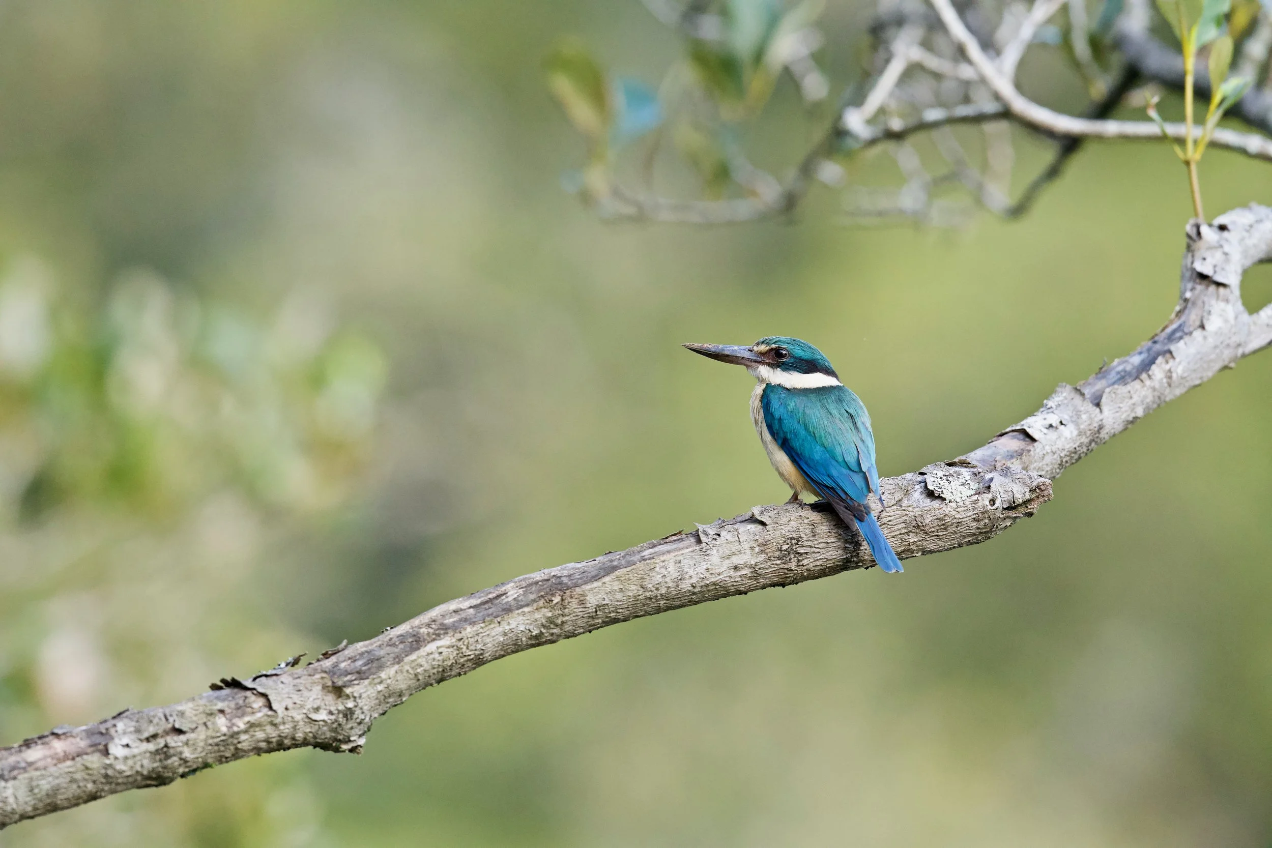 Sacred Kingfisher Genio DSC_4744.jpeg