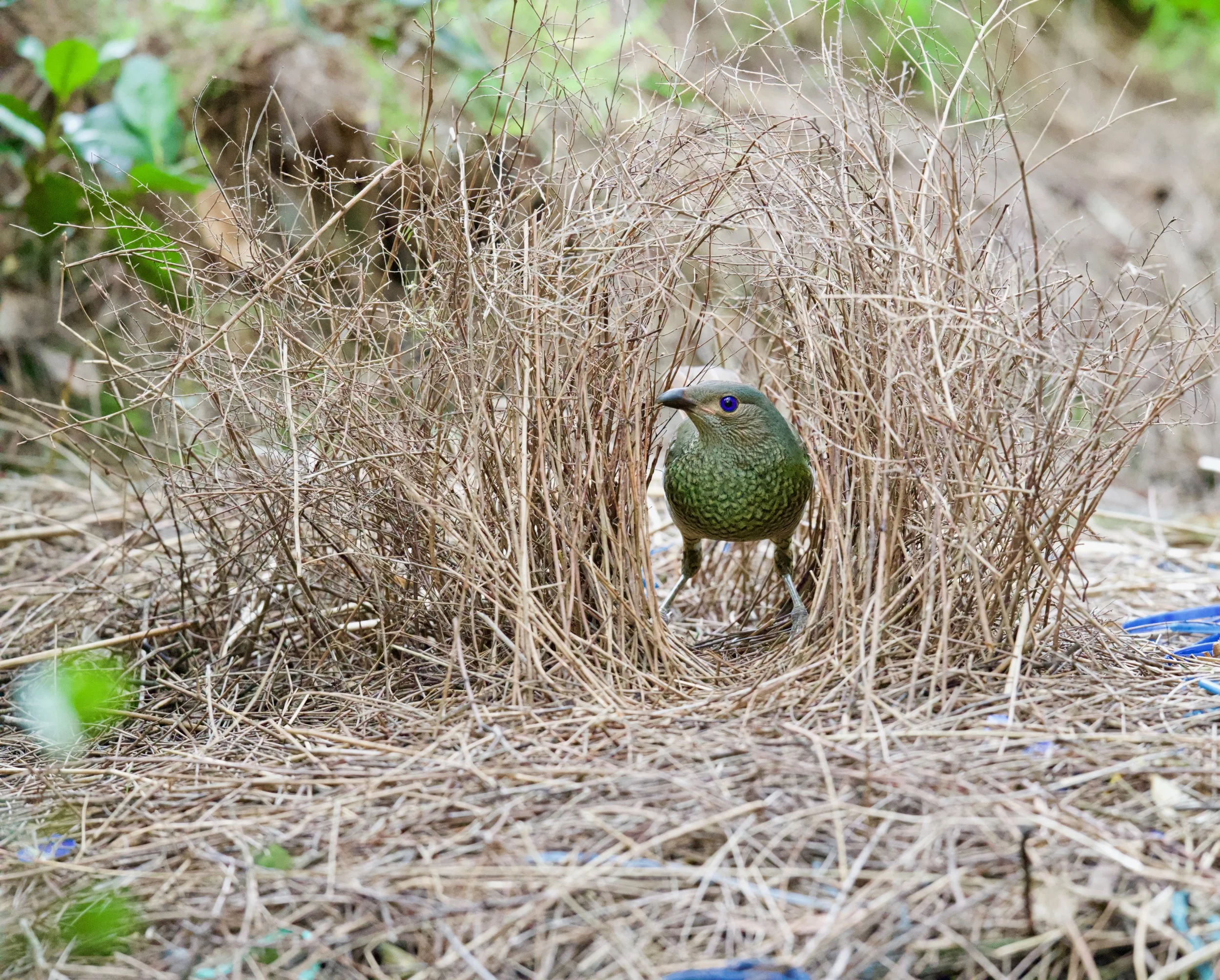 Satin Bowerbird Genio DSC_0898.jpeg