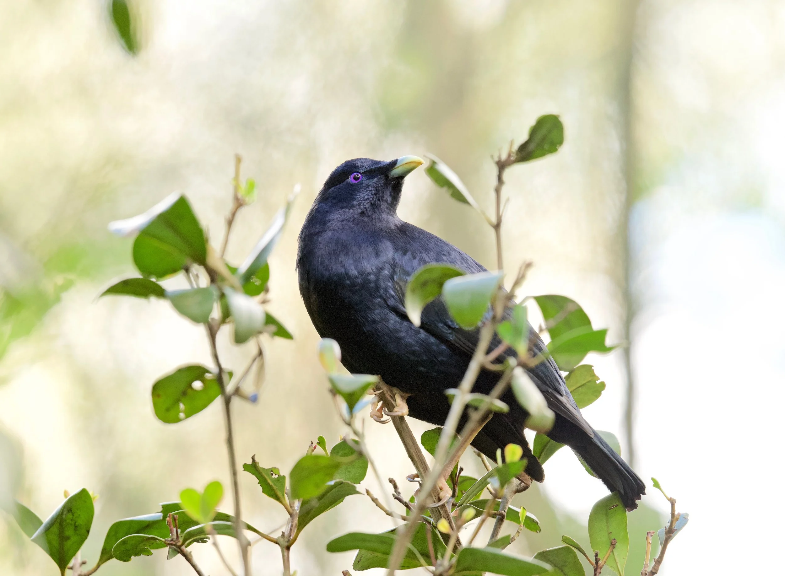 Satin Bowerbird Genio DSC_1009.jpeg