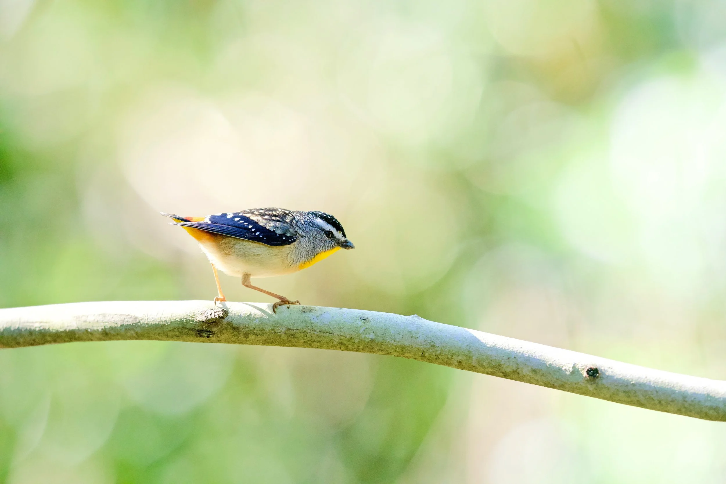 Spotted Pardalote Genio DSC_8867.jpeg