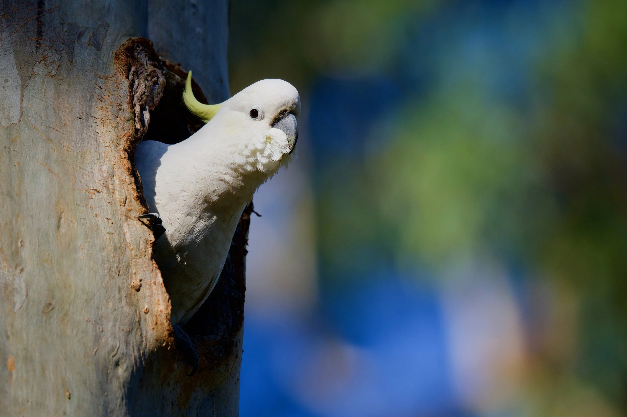 Sulphur-crested Cockatoo Genio DSC_6628.jpeg