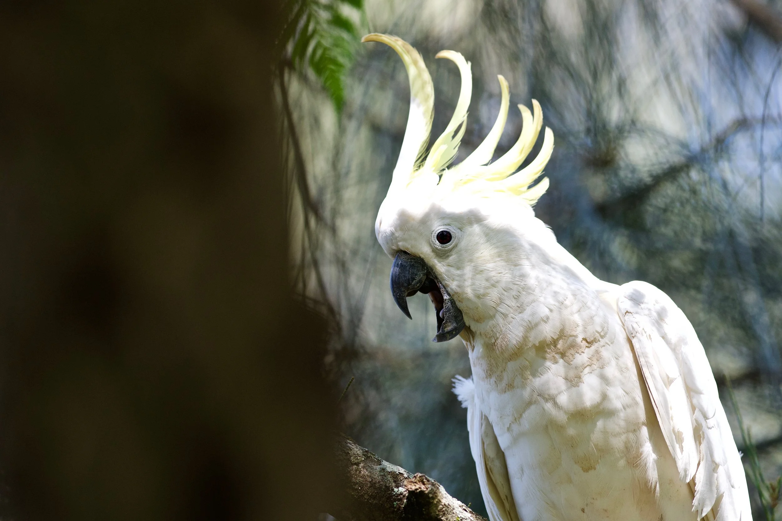 Sulphur-crested Cockatoo Genio DSC_4708.jpeg