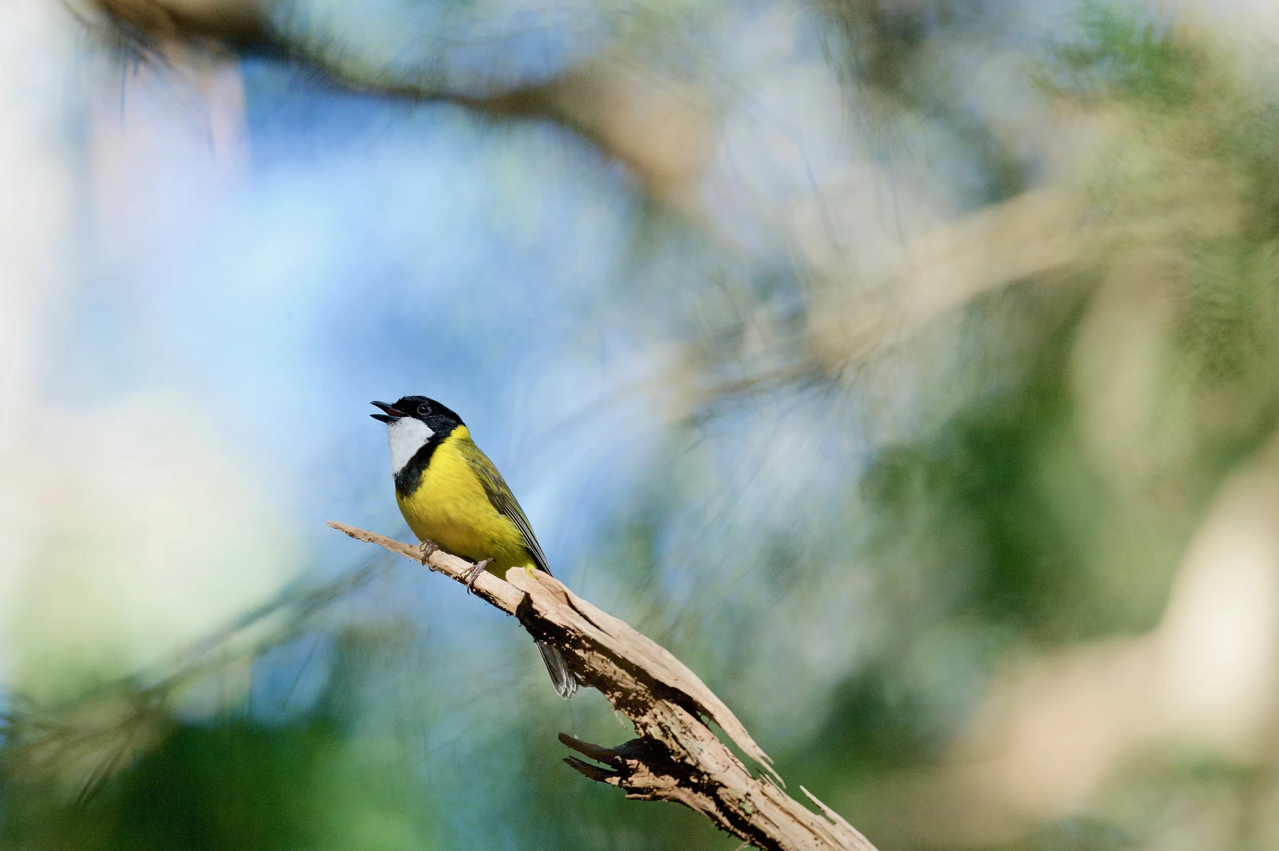 Golden Whistler Genio DSC_8795.jpeg
