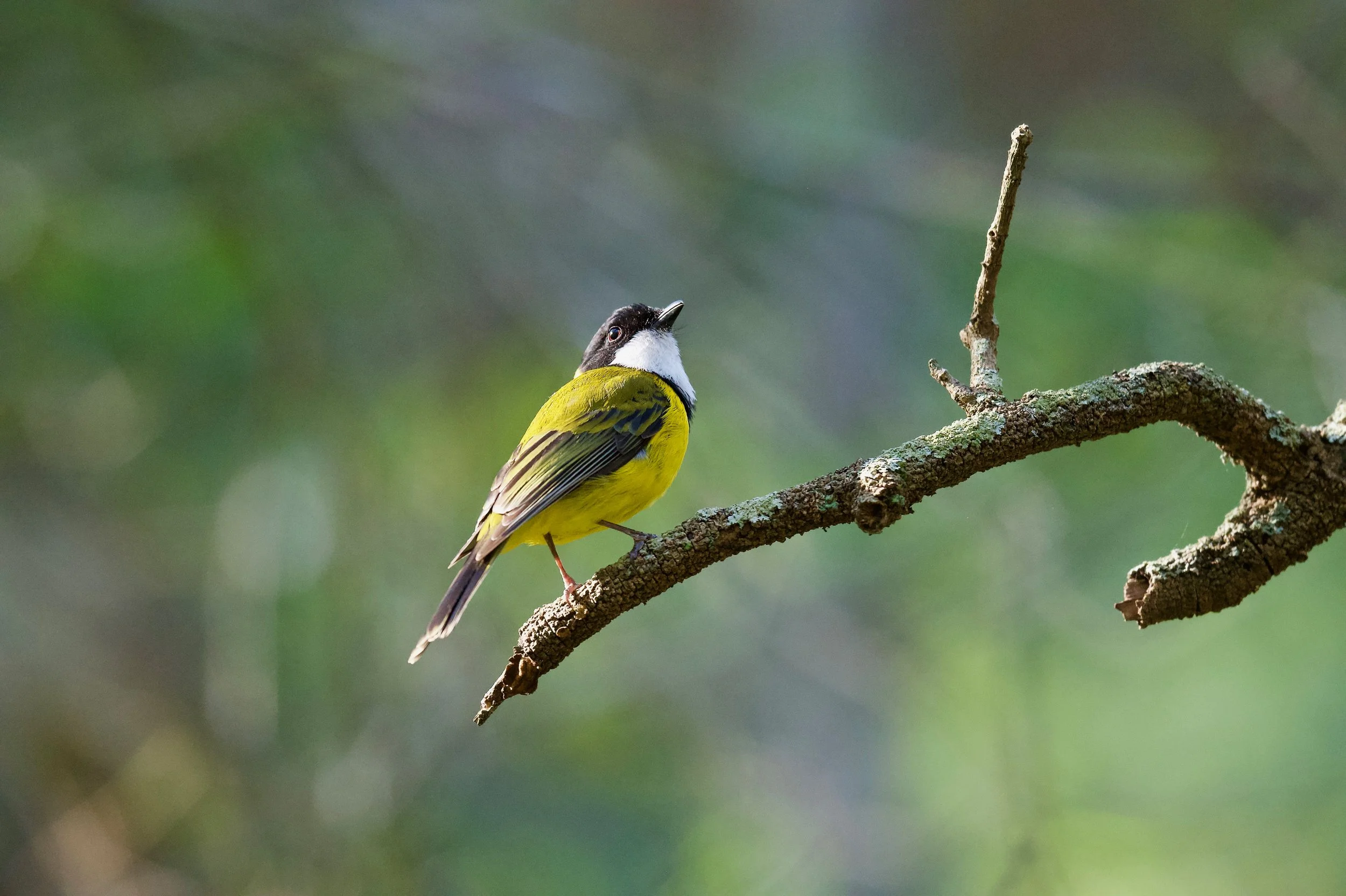 Golden Whistler Genio DSC_8808.jpeg
