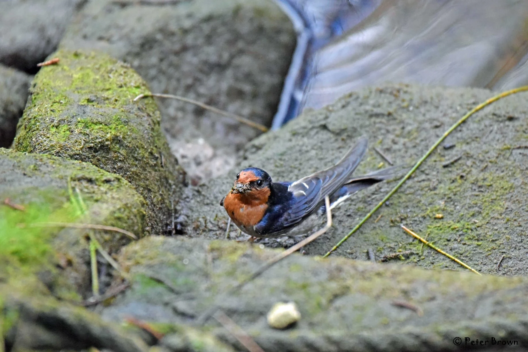 Welcome Swallow 0003 PB.jpg