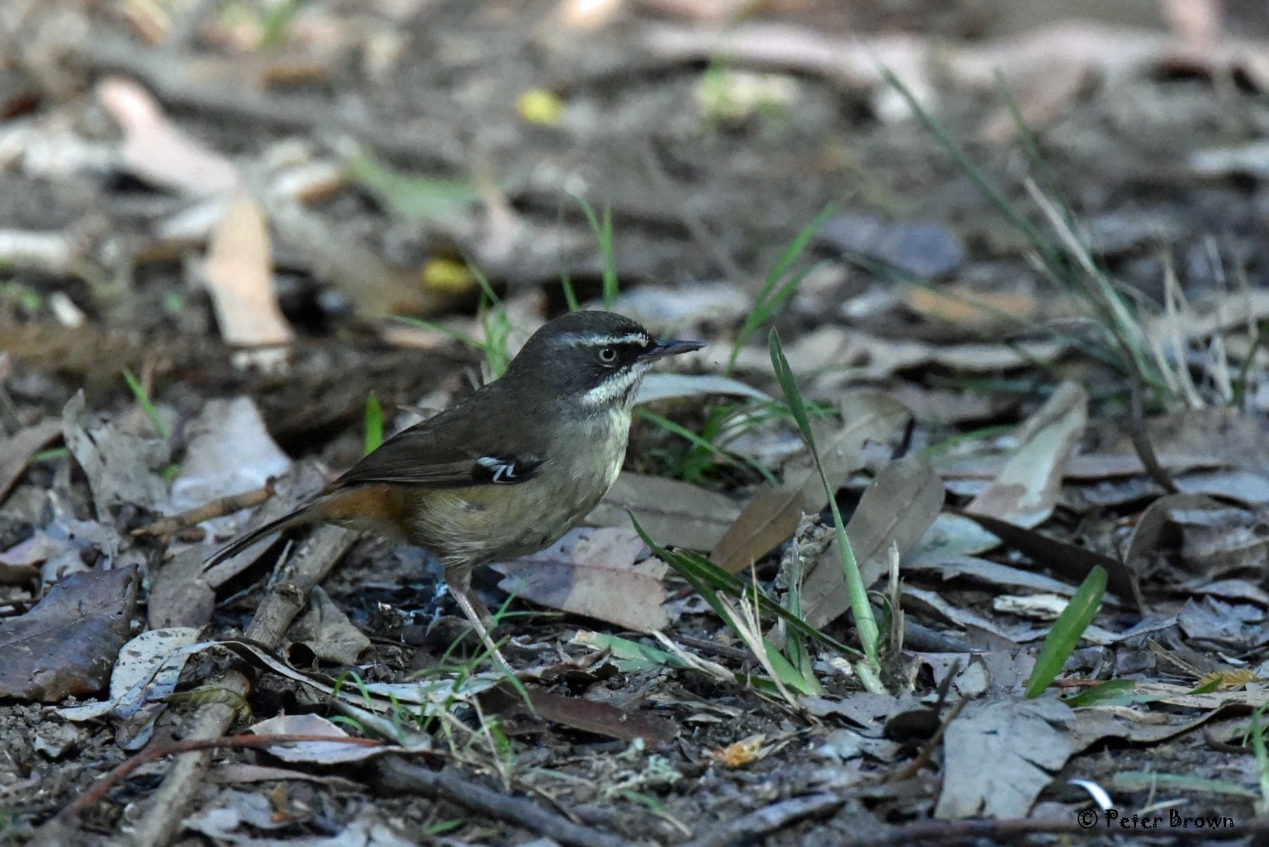 White-browed Scrubwren 0001 PB.jpg
