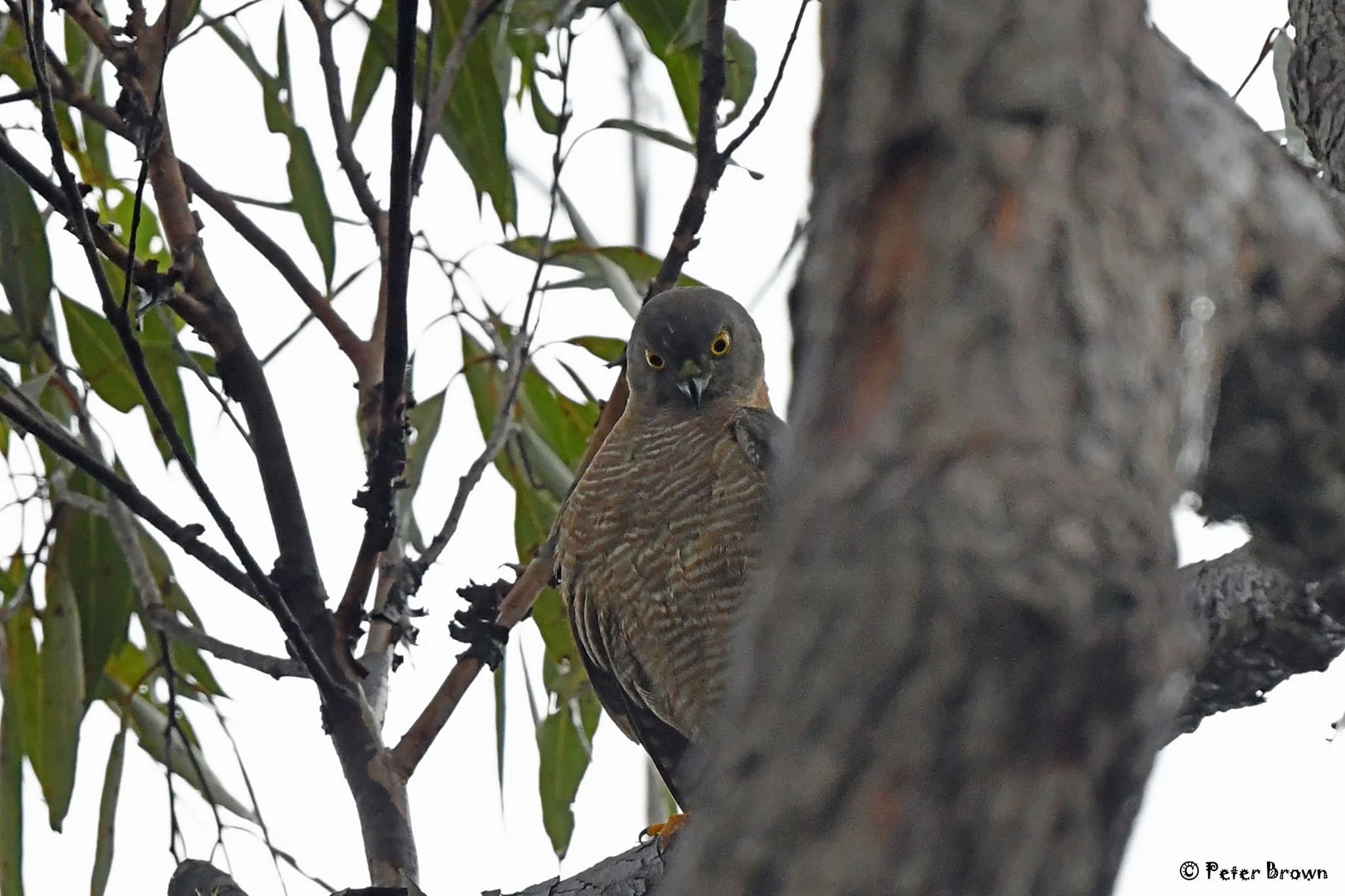 Collared Sparrowhawk 0003 PB.jpg