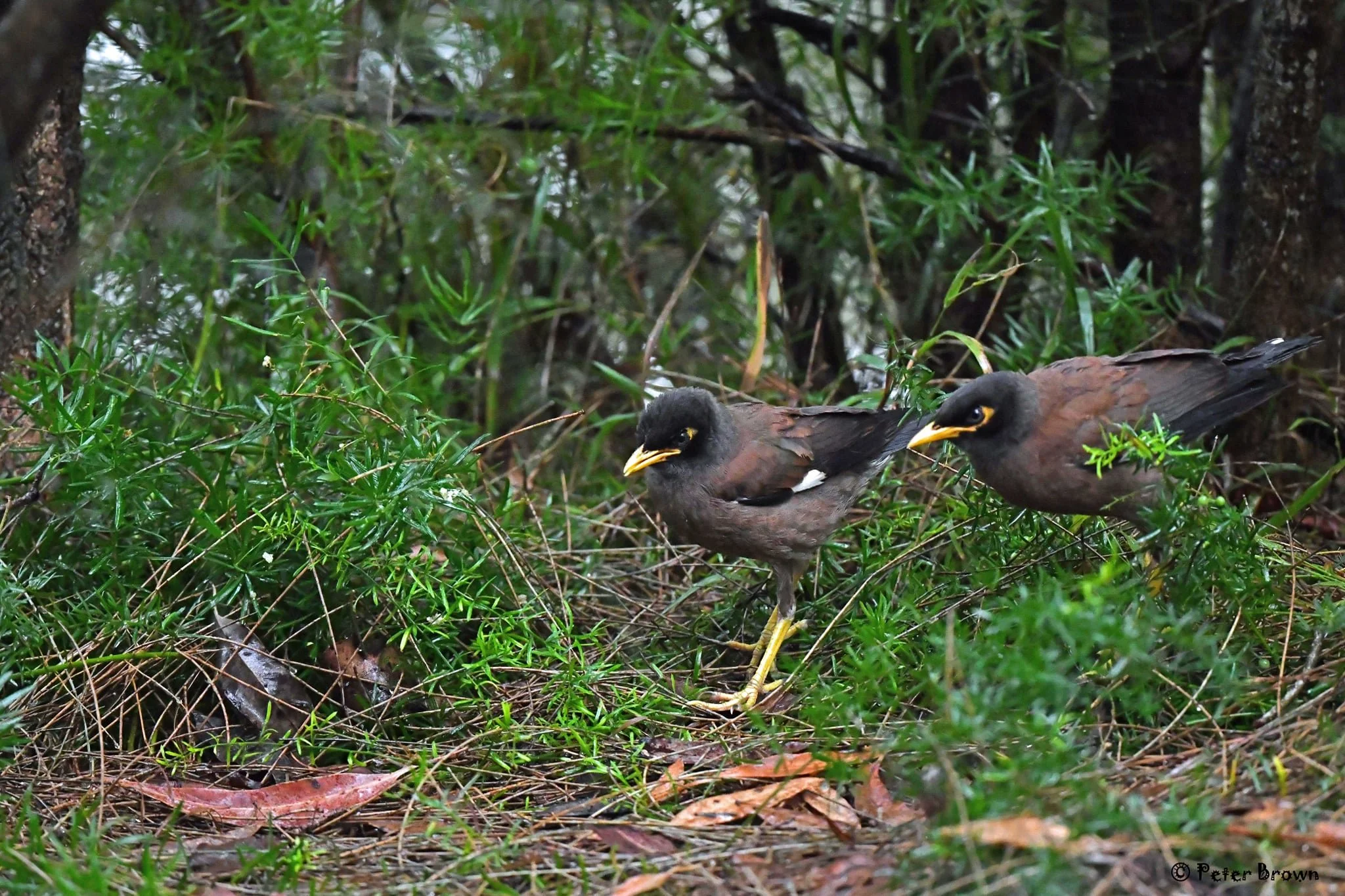 Common Myna 0001 PB.jpg