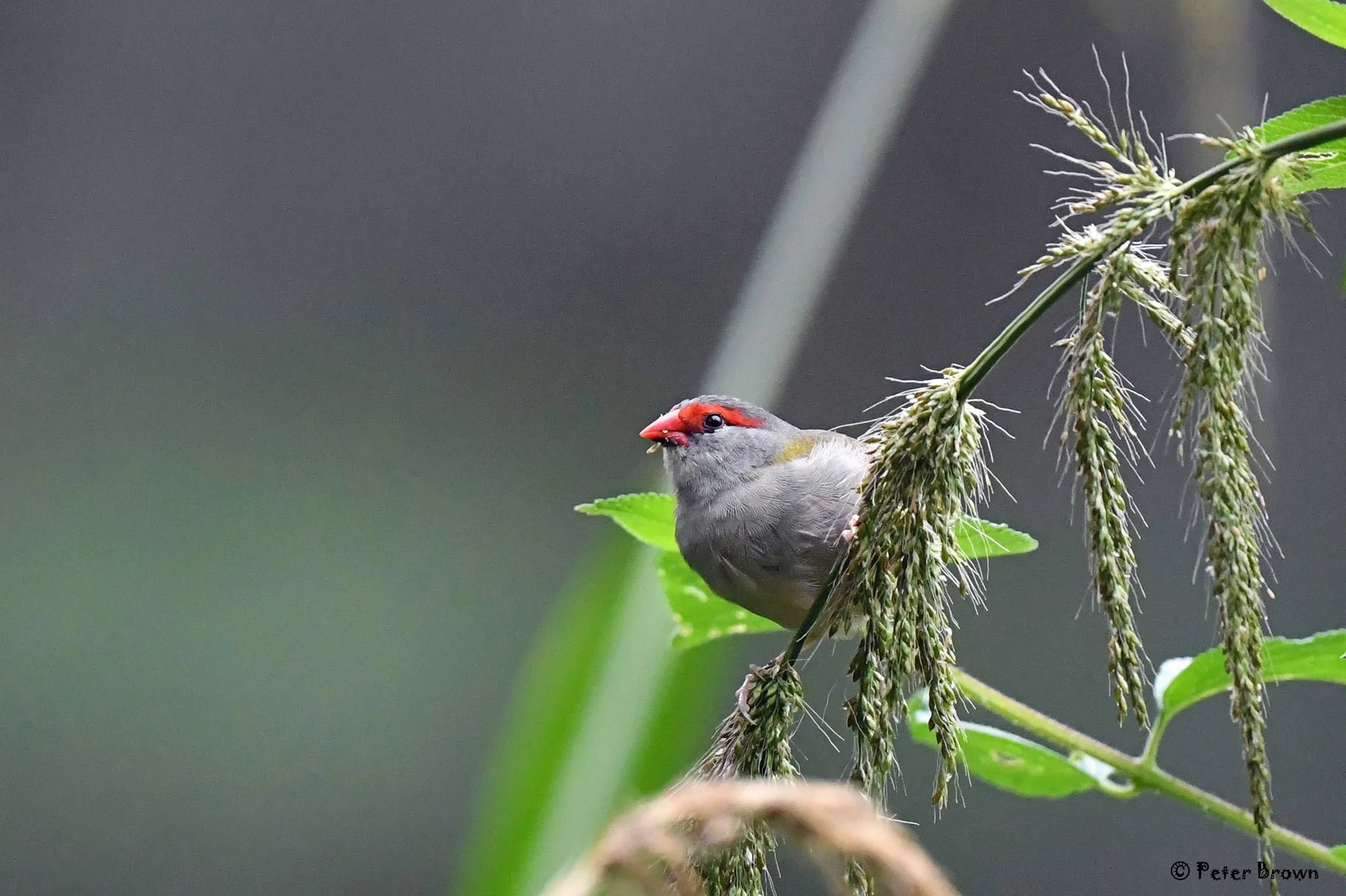 Red-browed Finch 0001 PB.jpg
