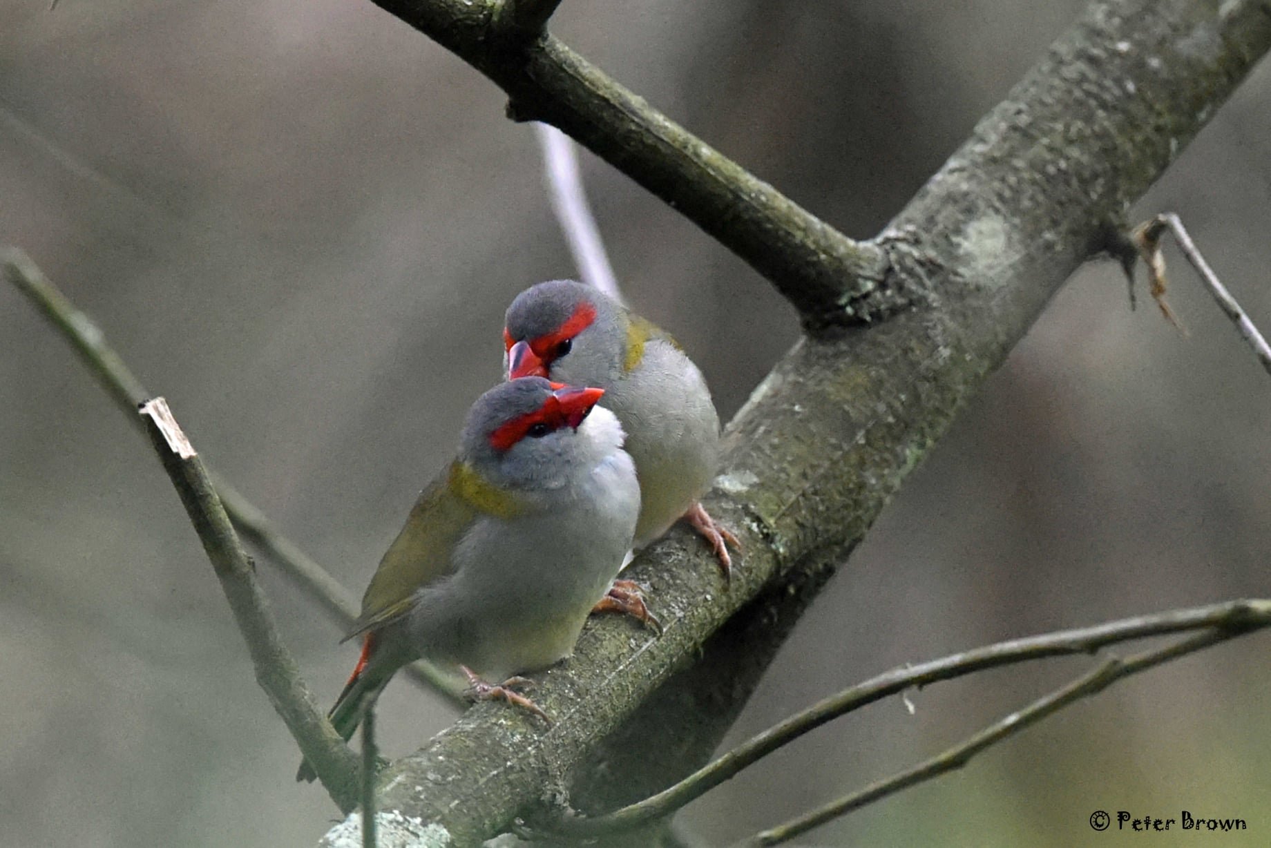Red-browed Finch 0003 PB.jpg