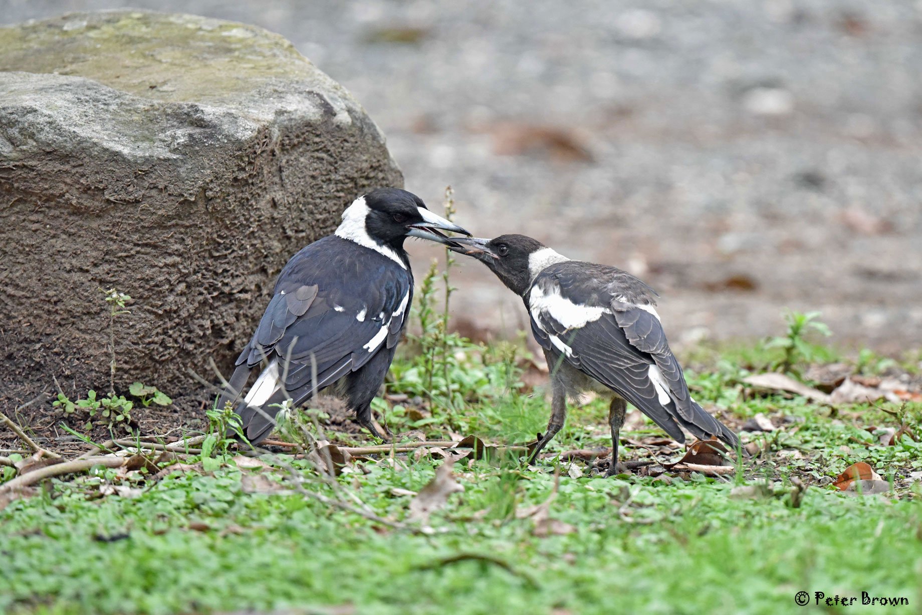 Magpie 0004 PB.jpg