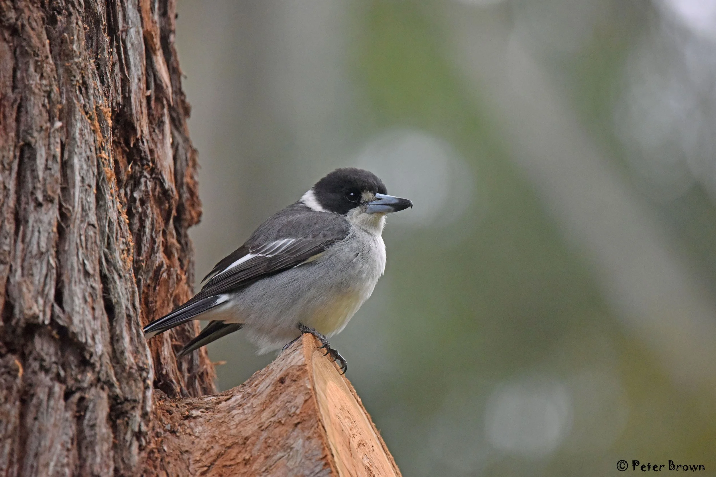 Grey-Butcherbird-0003-PB.jpg