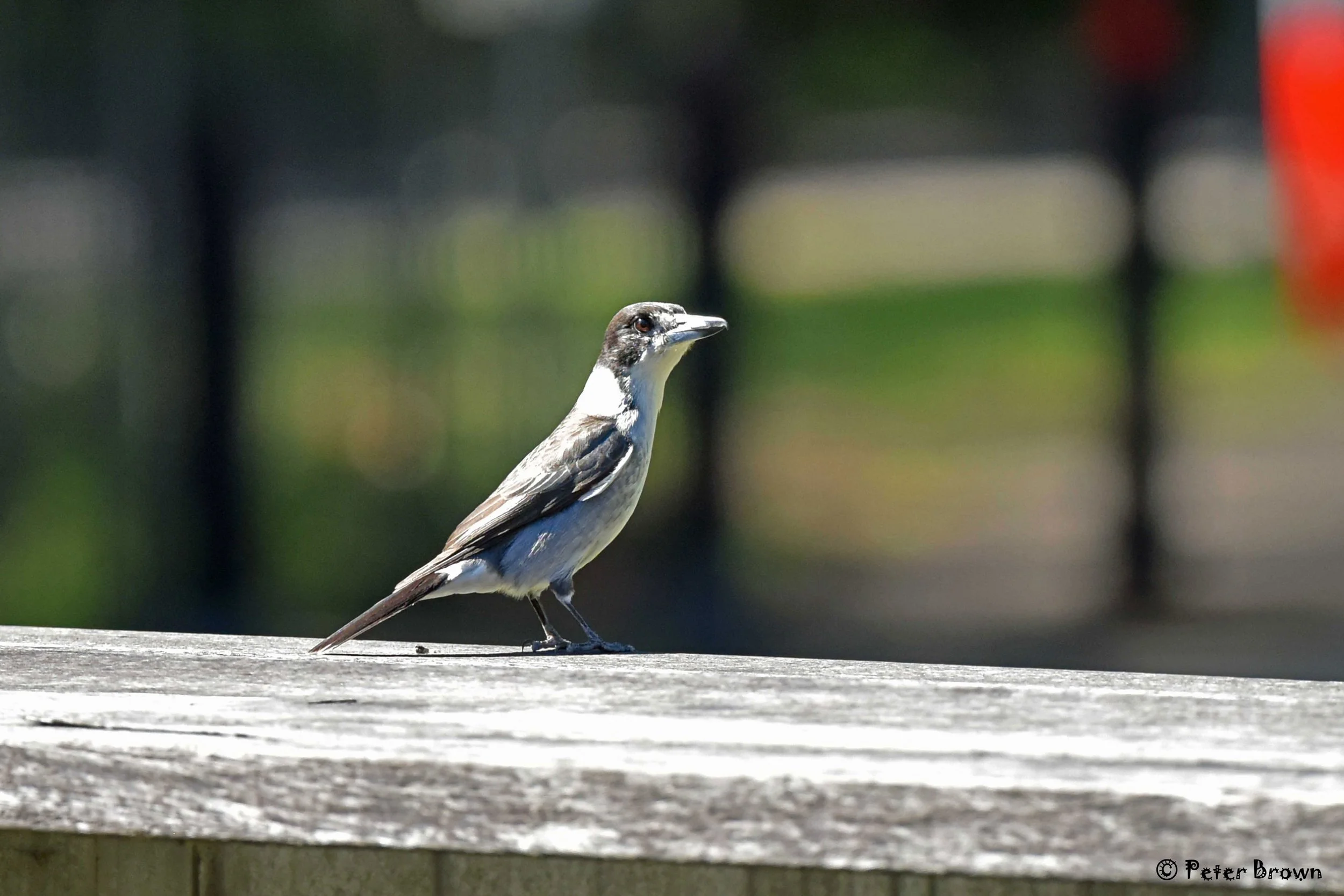Grey-Butcherbird-0002-PB.jpg