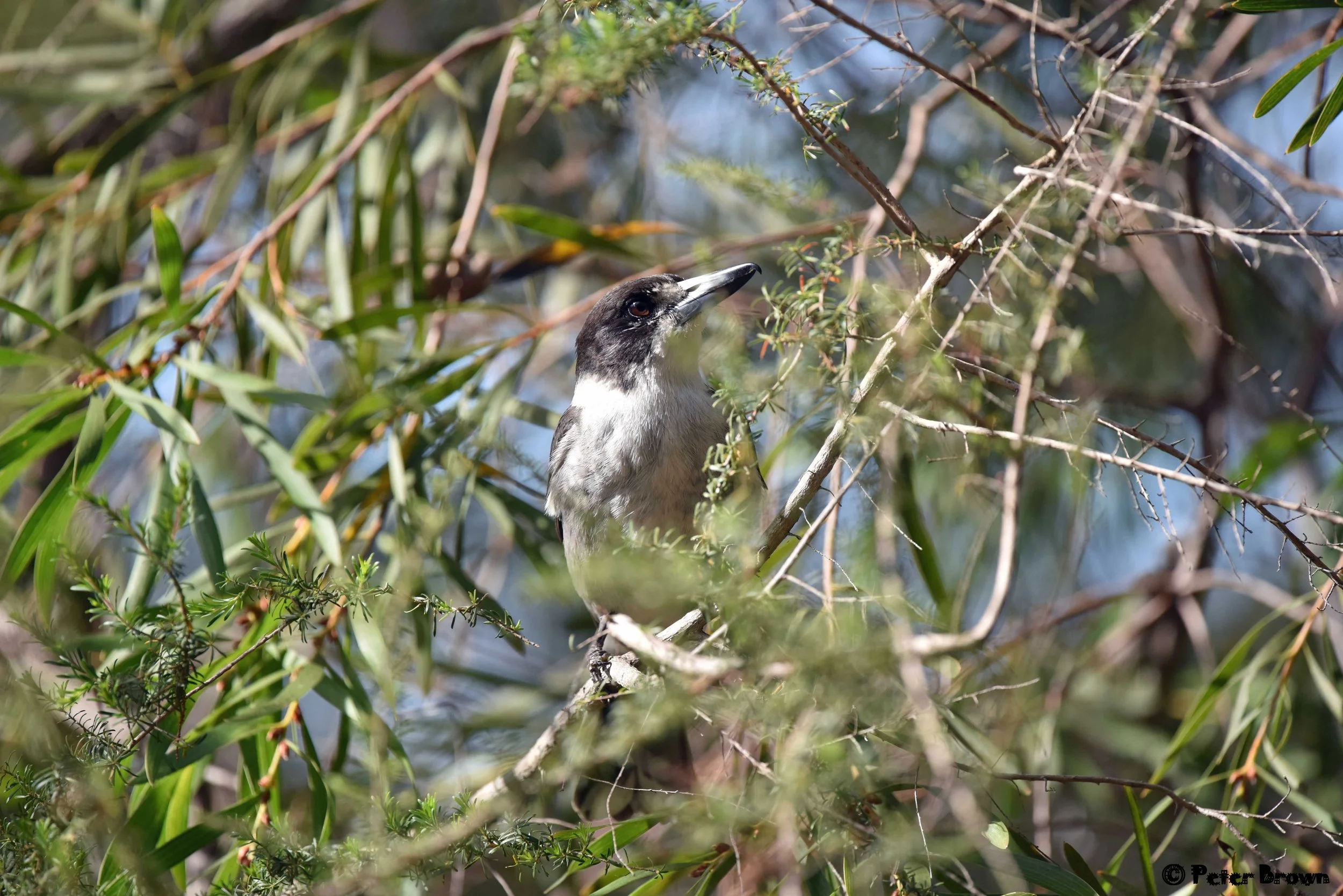 Grey-Butcherbird-0001-PB.jpg