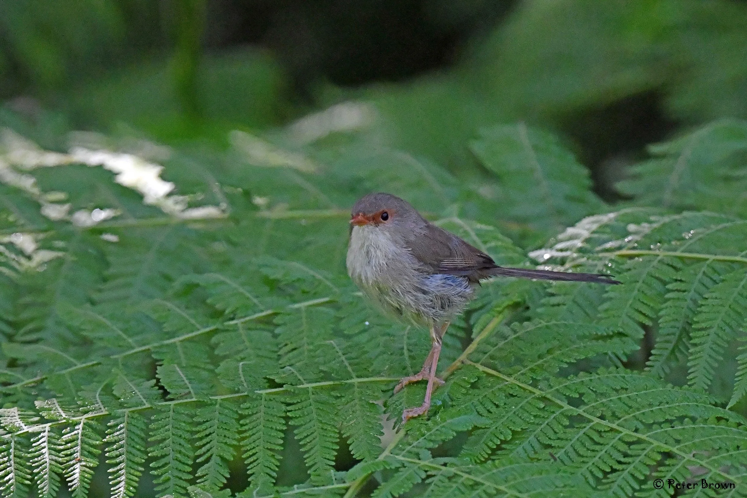 Superb-Fairy-wren-0001-PB.jpg