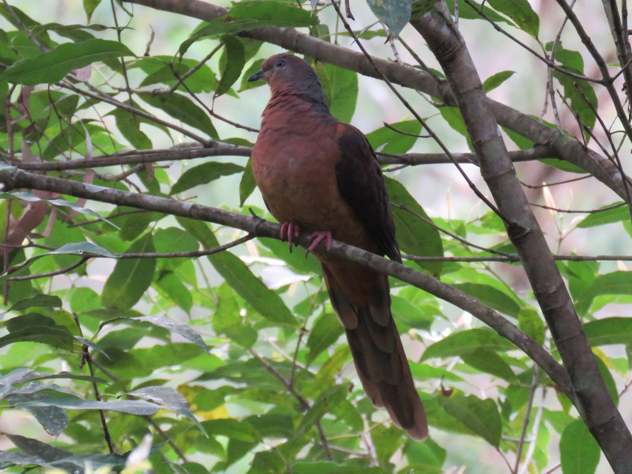 Brown Cuckoo-dove 0001 LB.jpg