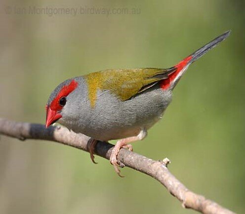 Red-browed Finch.jpg