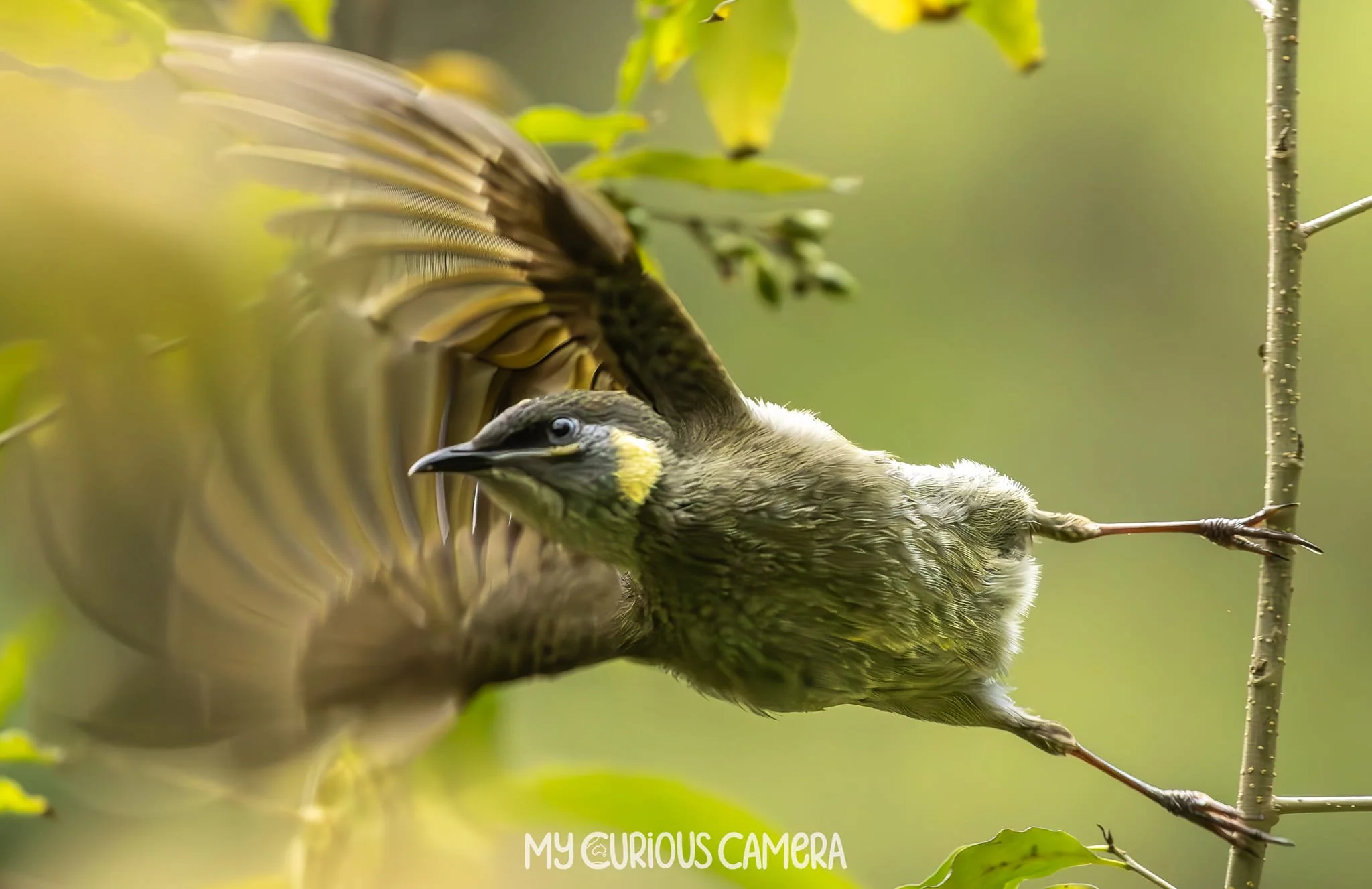 Lewin's Honeyeater 0003 MCC.jpg