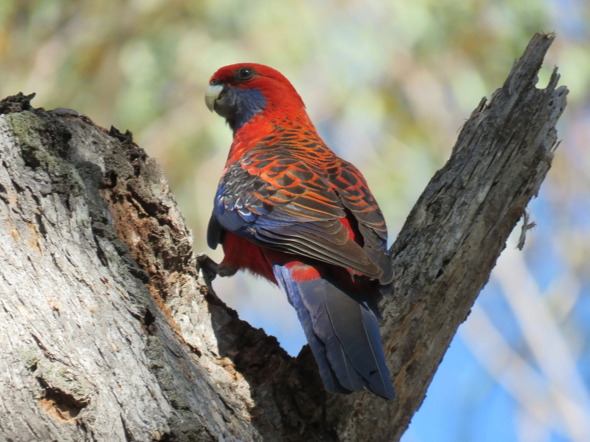 Crimson Rosella 0001 LB.jpg