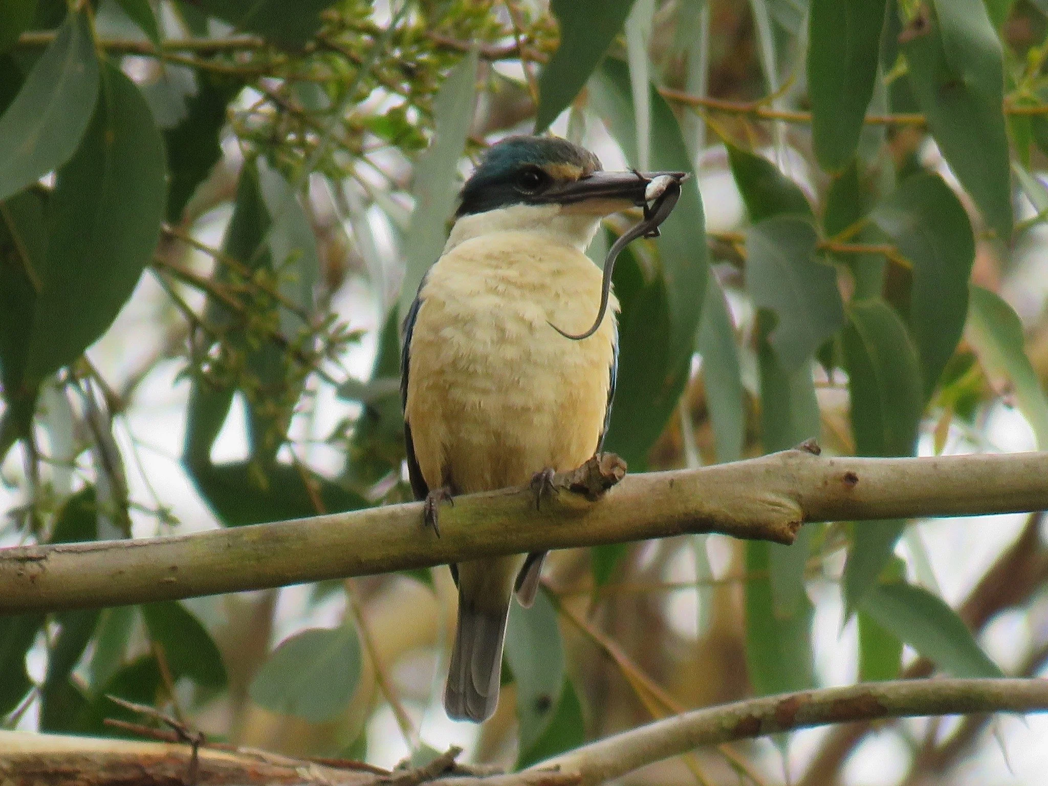Sacred Kingfisher 0004 LB.jpg