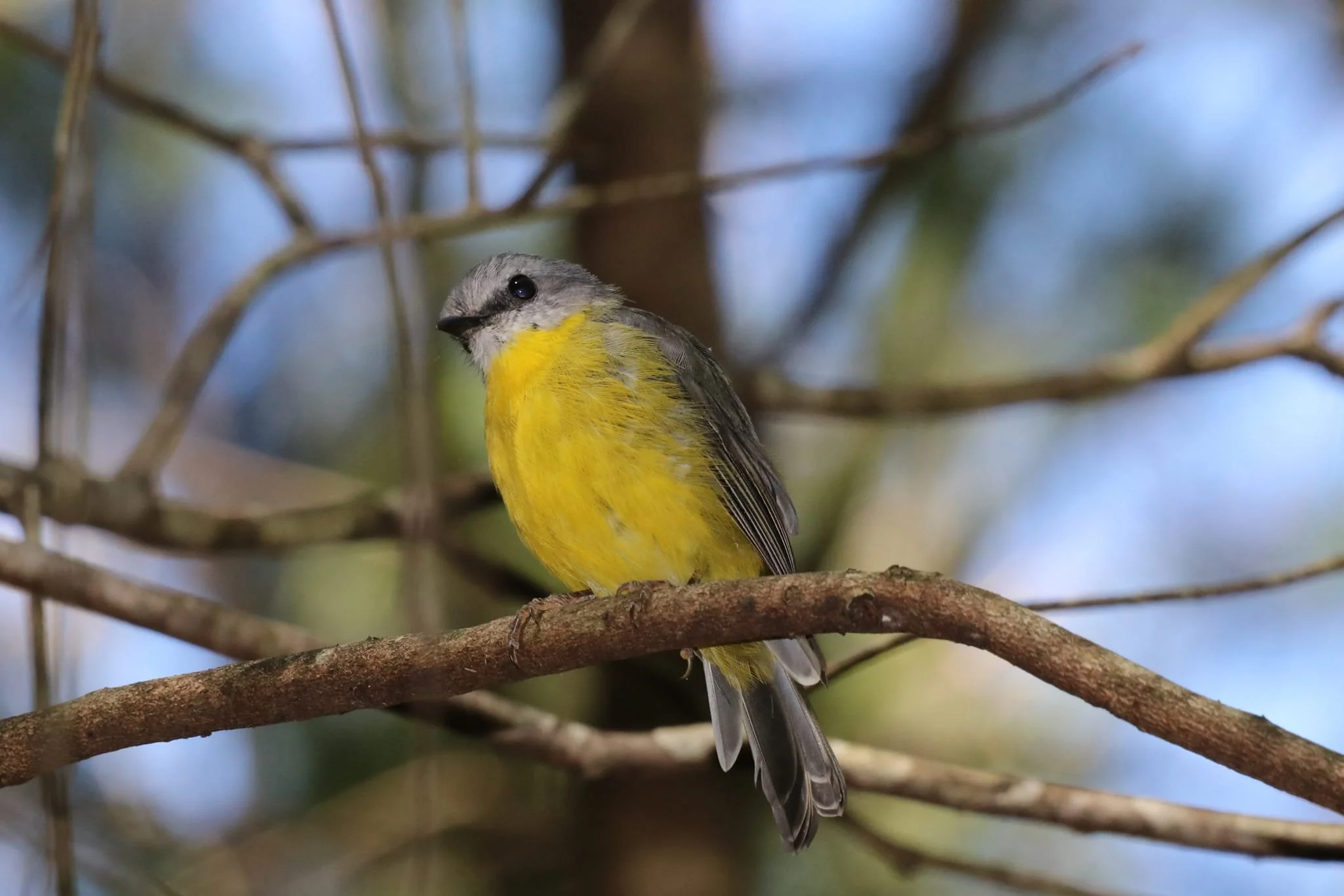 Eastern Yellow Robin 0001 NH.jpg
