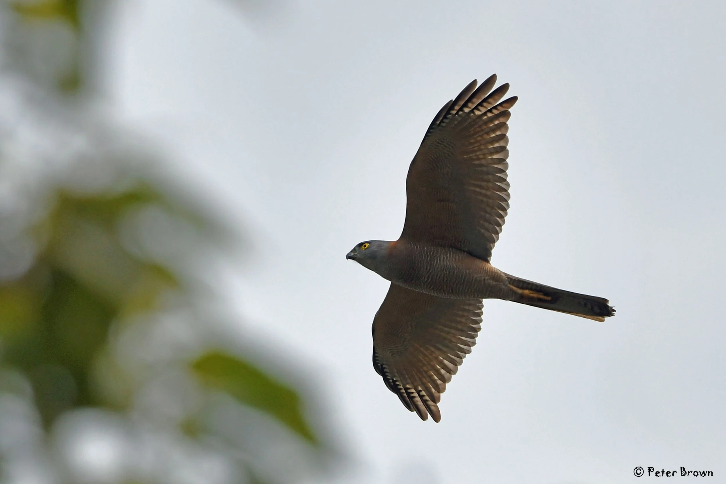 Brown Goshawk 0005 PB.jpg