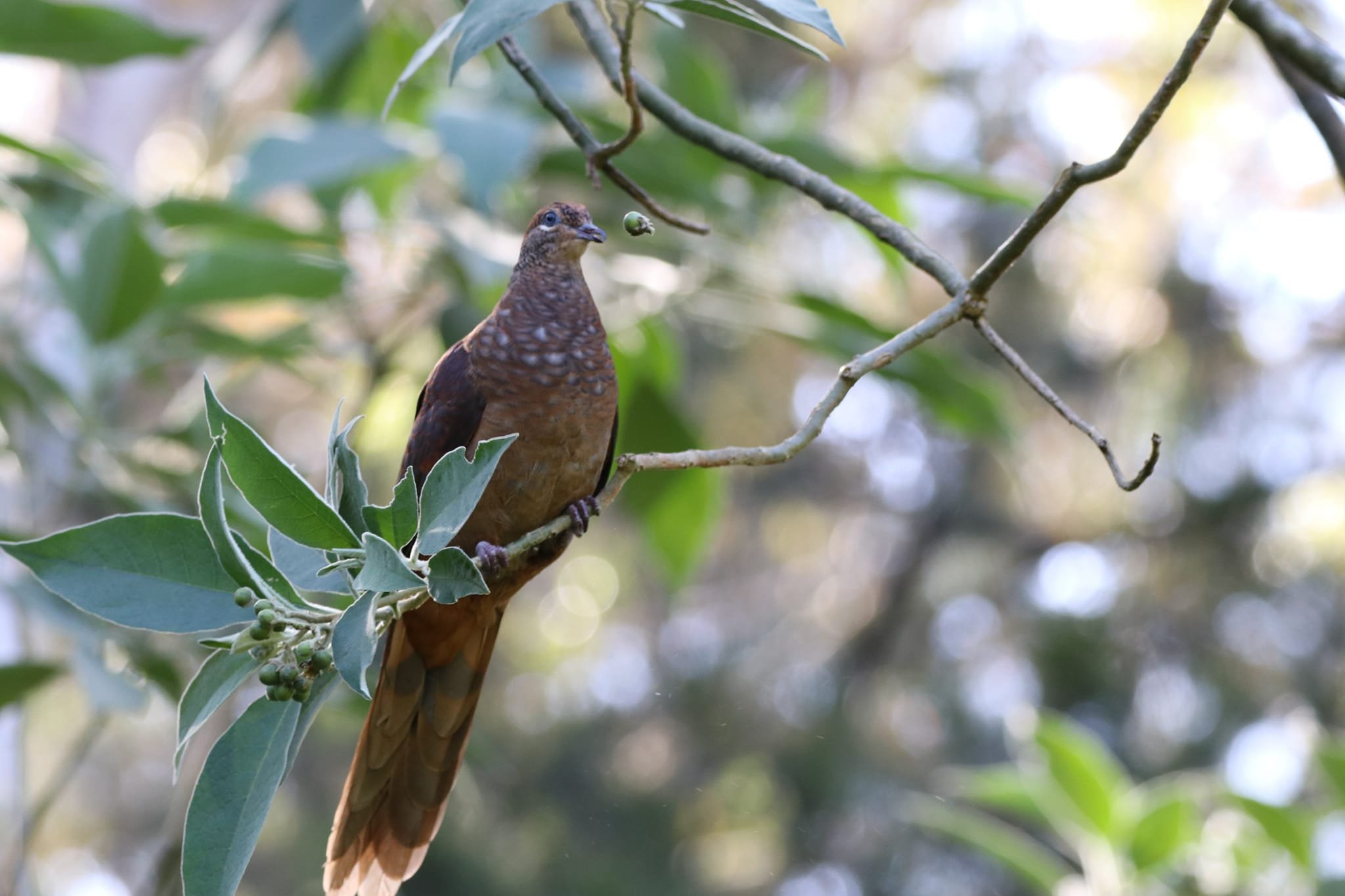Brown Cuckoo-dove 0001 NH.jpg