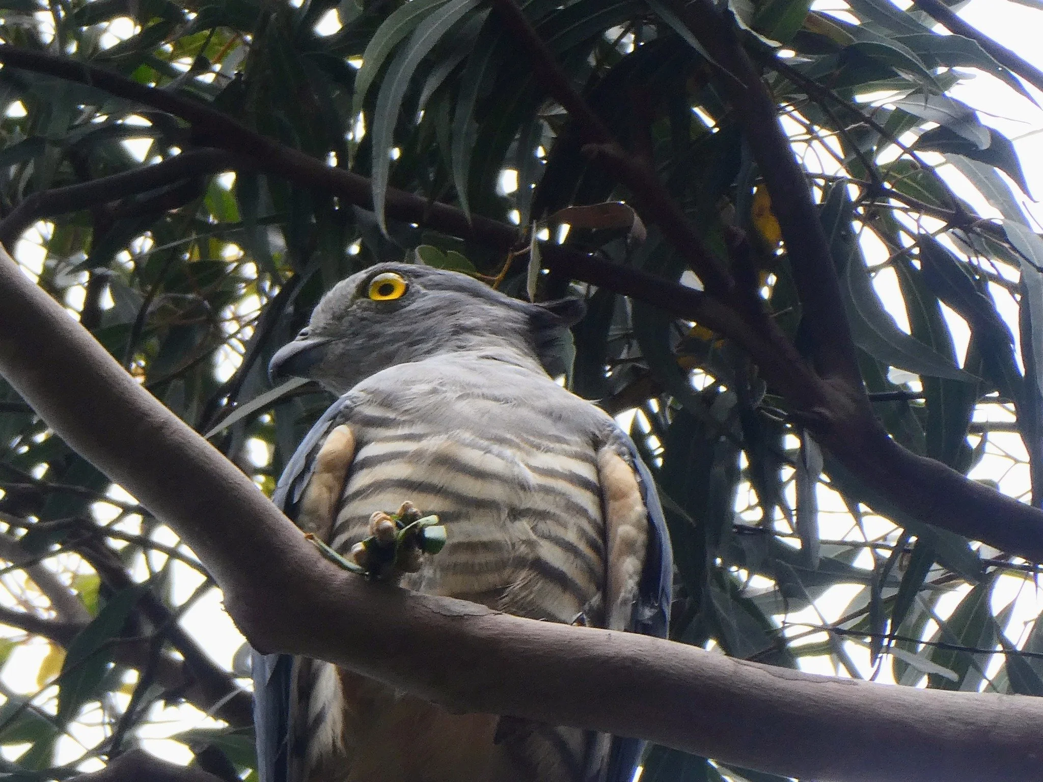 Pacific Bazza 0001 MO.jpg