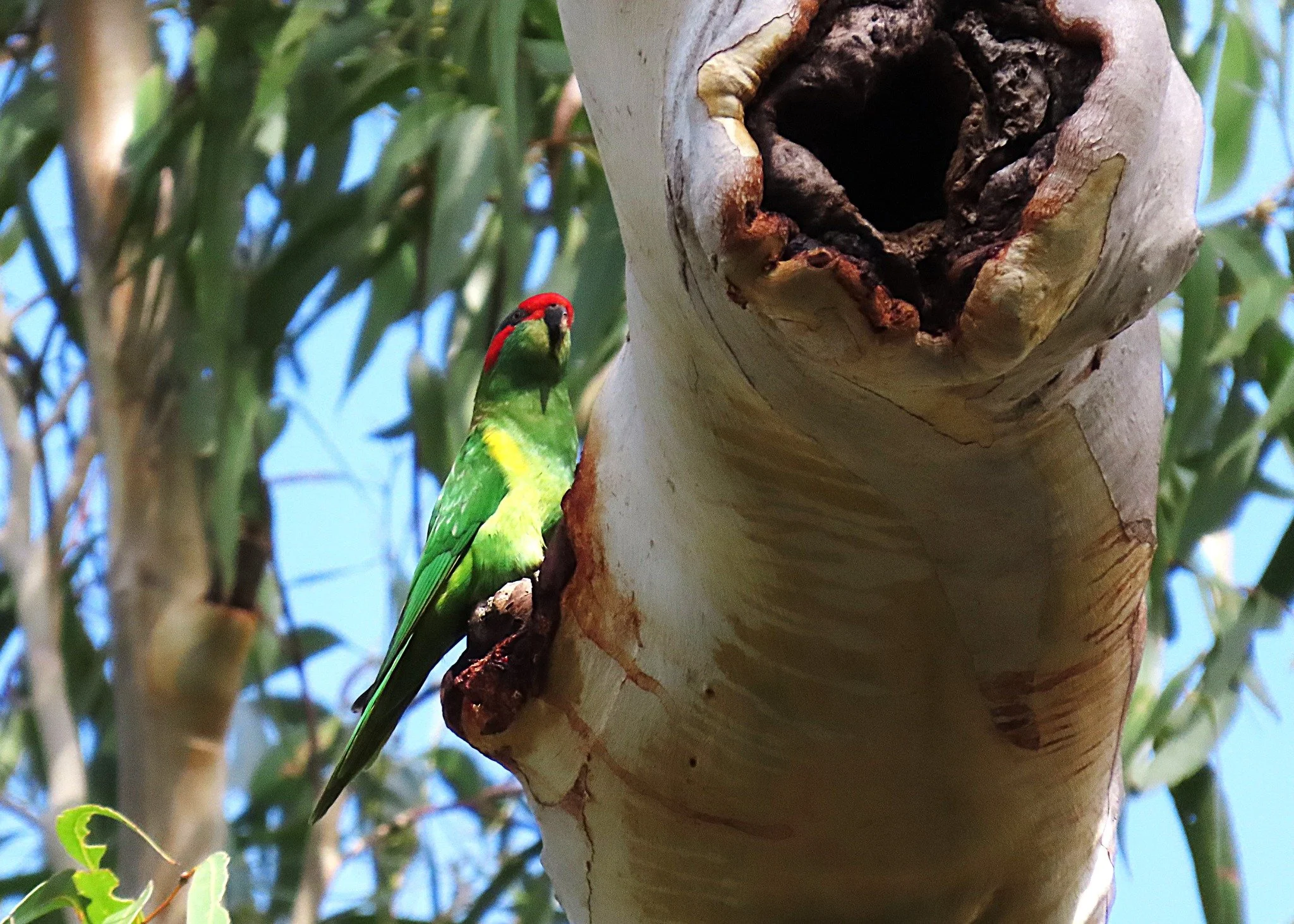 Musk Lorikeet